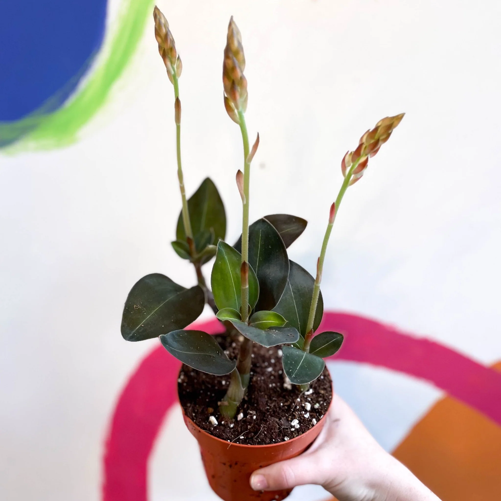 Jewel Orchid - Ludisia discolor ‘Green Velvet’