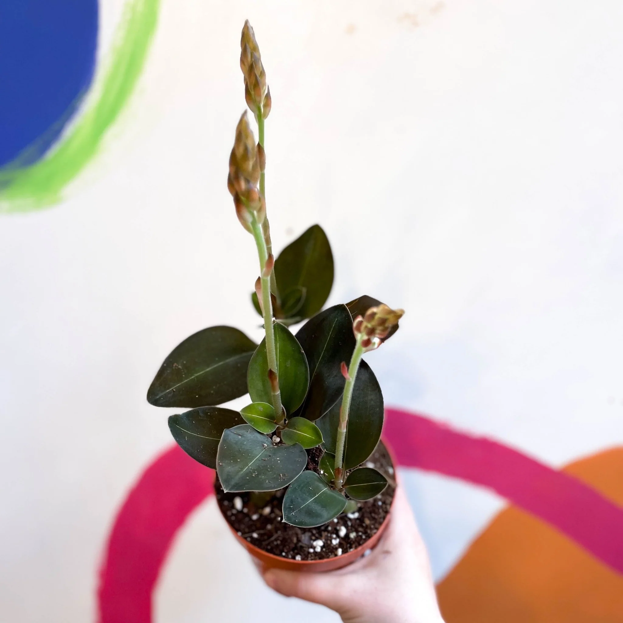 Jewel Orchid - Ludisia discolor ‘Green Velvet’ - Image 2