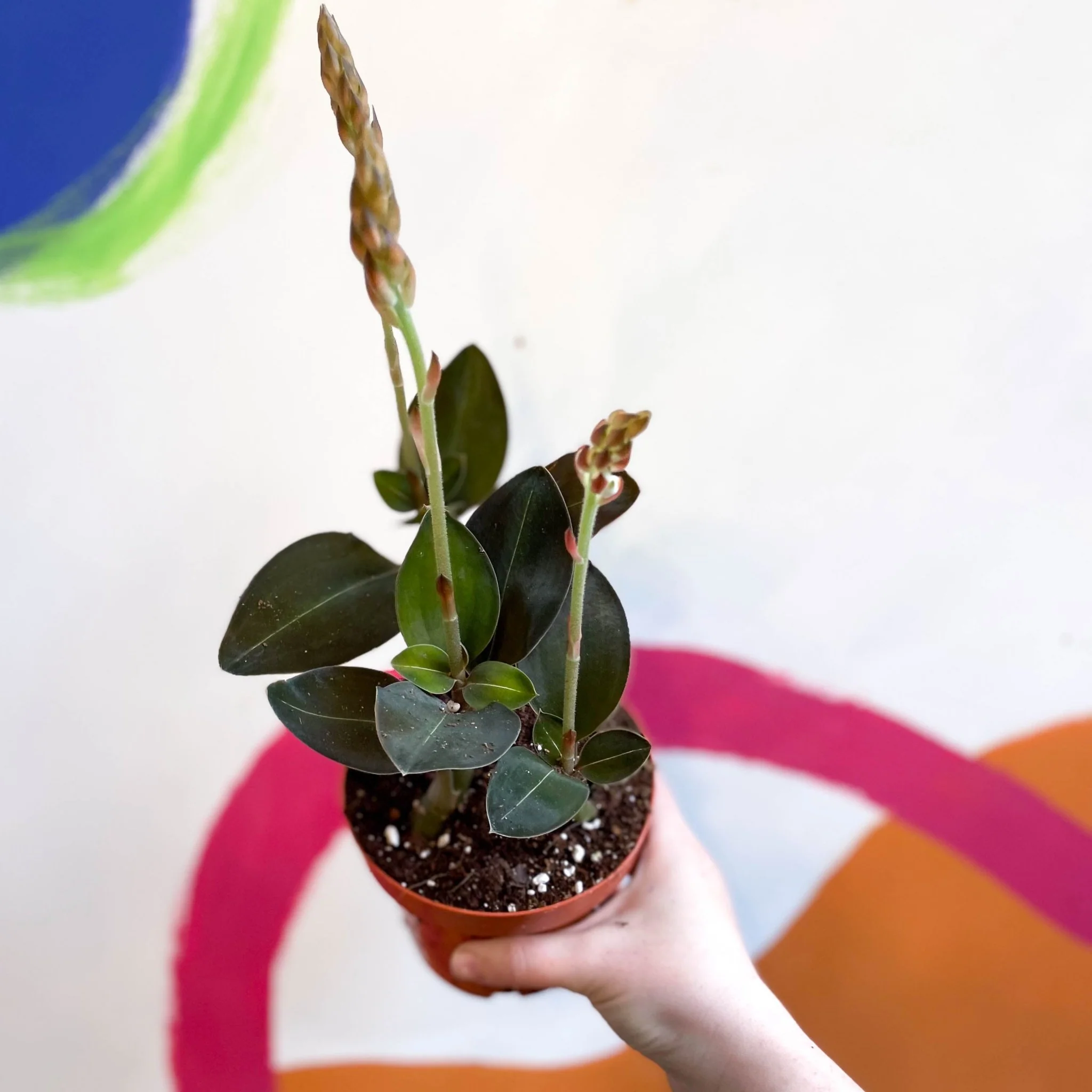 Jewel Orchid - Ludisia discolor ‘Green Velvet’ - Image 3