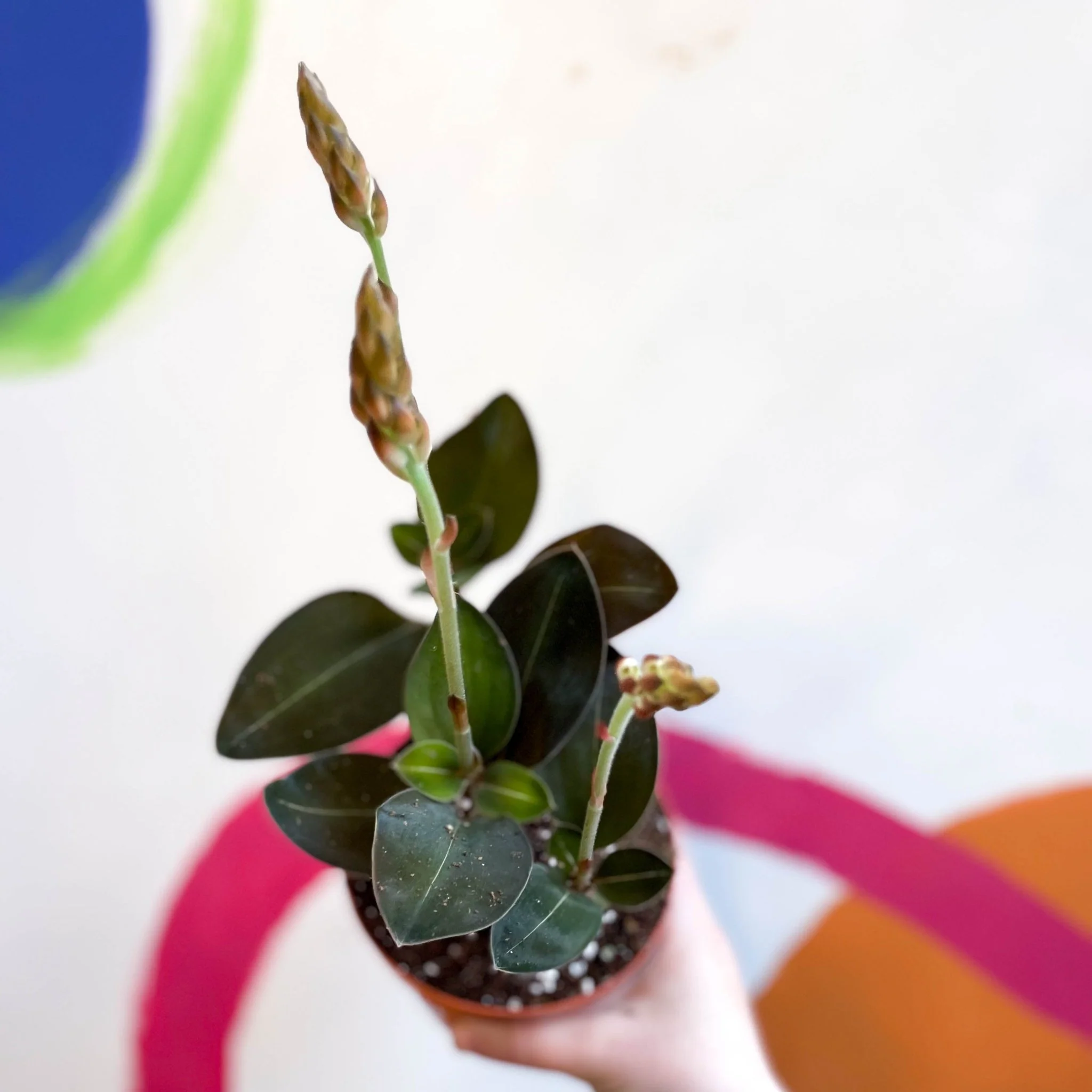 Jewel Orchid - Ludisia discolor ‘Green Velvet’ - Image 4