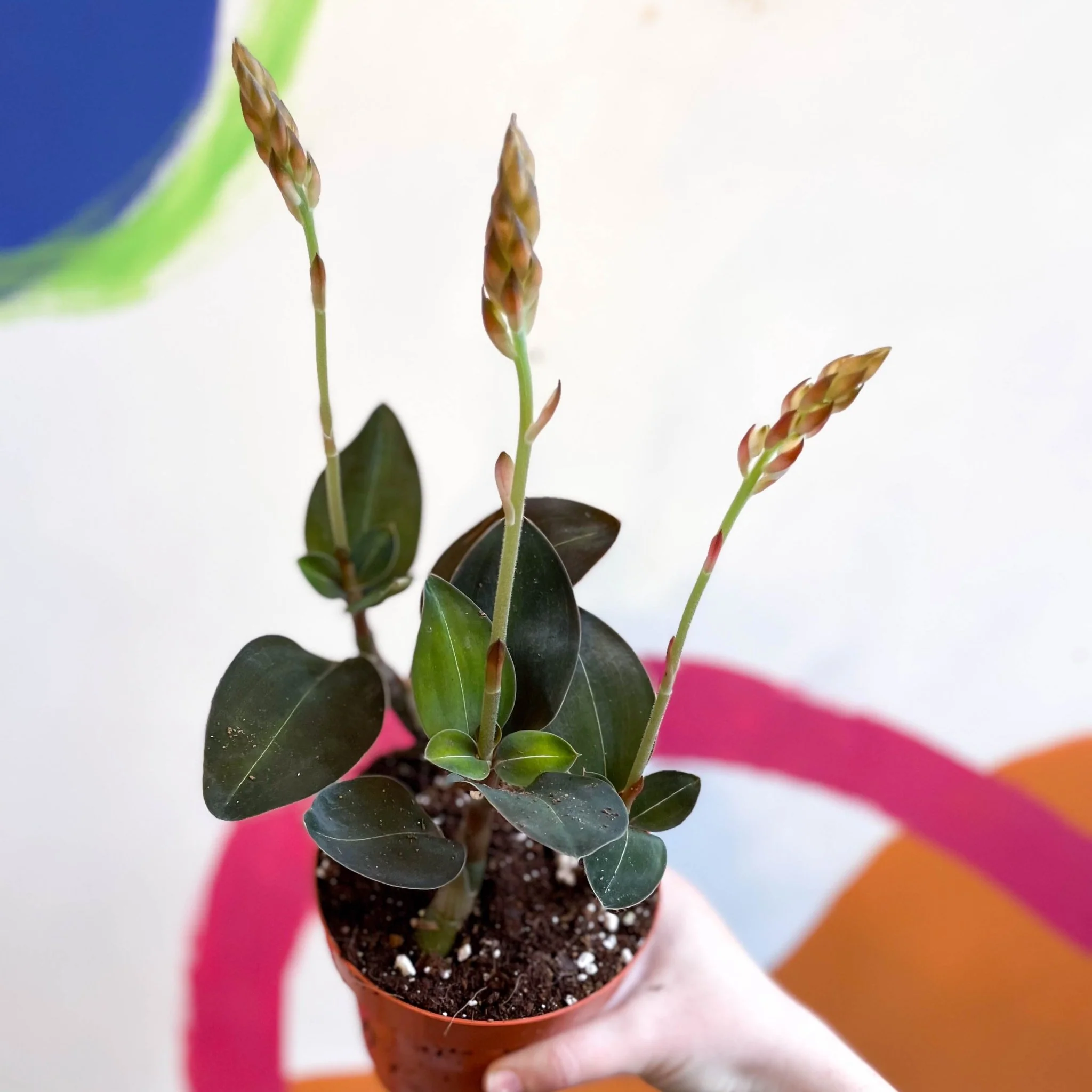 Jewel Orchid - Ludisia discolor ‘Green Velvet’ - Image 6