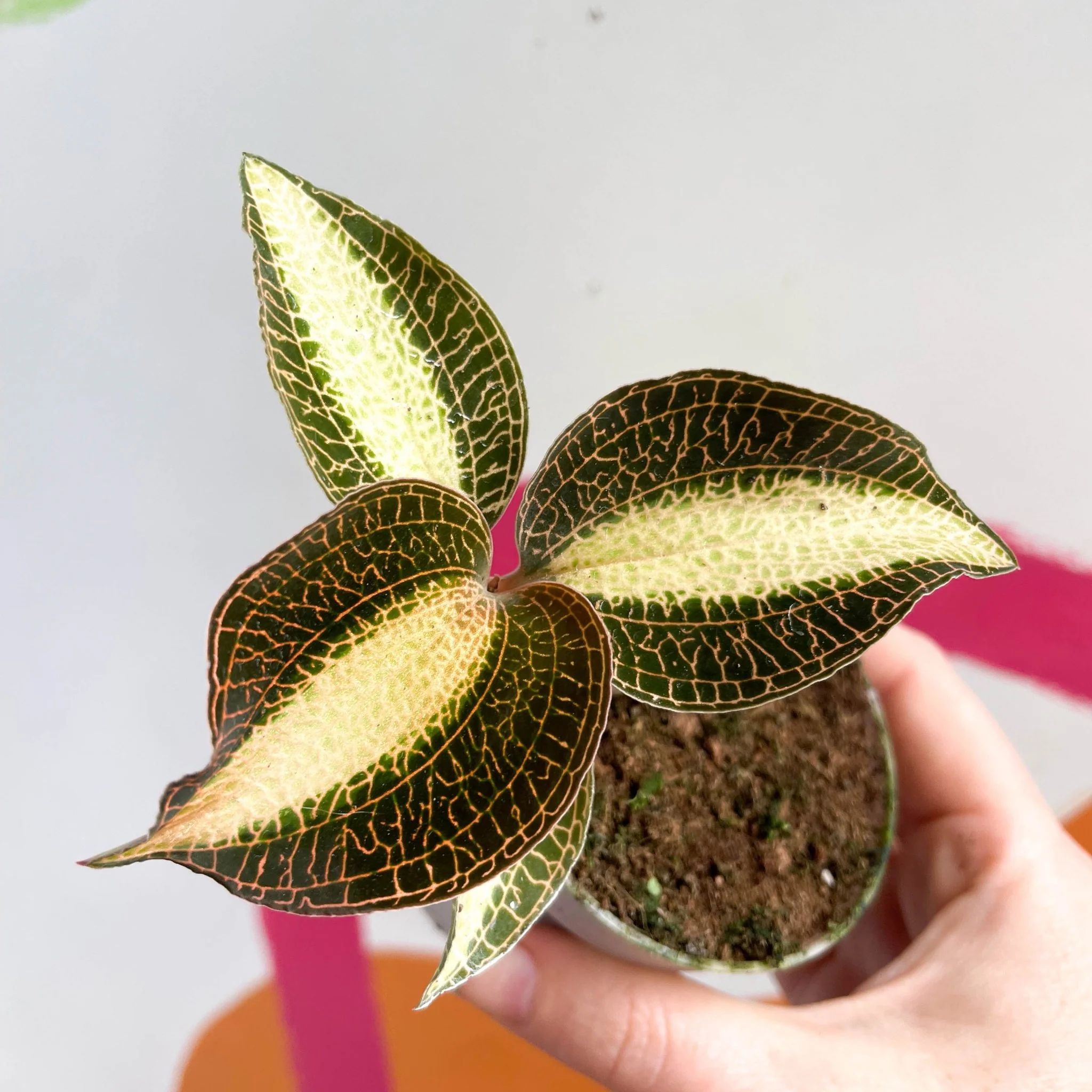Jewel Orchid - Macodes petola 'Pearl'