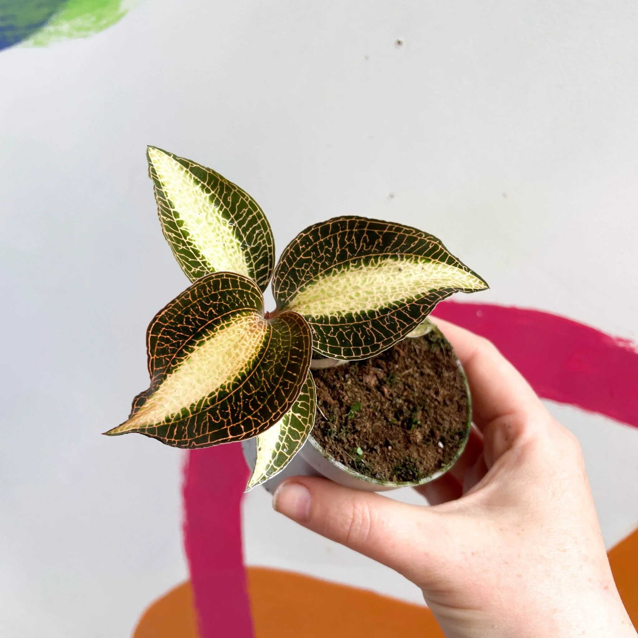 Jewel Orchid - Macodes petola 'Pearl' - Image 2