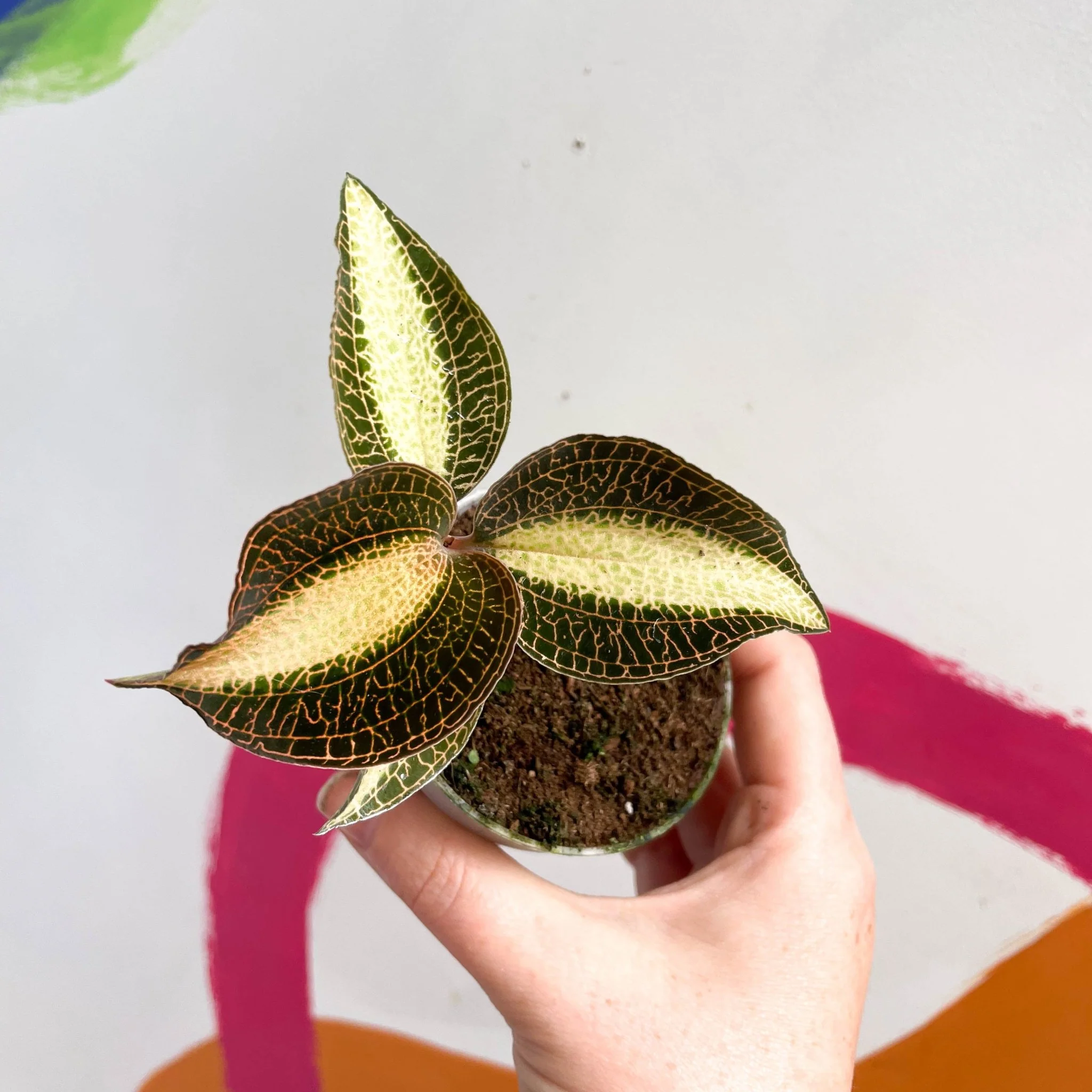 Jewel Orchid - Macodes petola 'Pearl' - Image 3