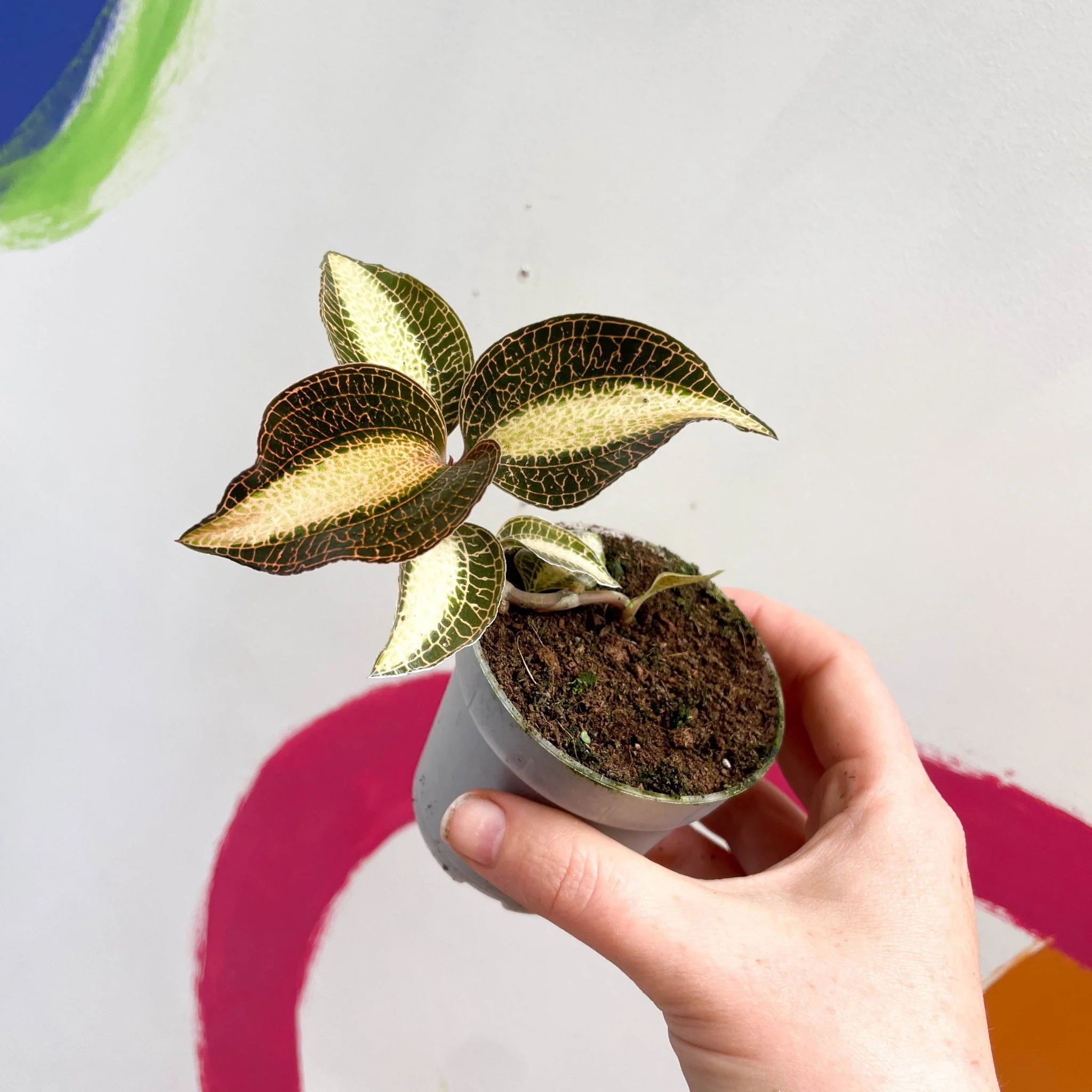 Jewel Orchid - Macodes petola 'Pearl' - Image 4