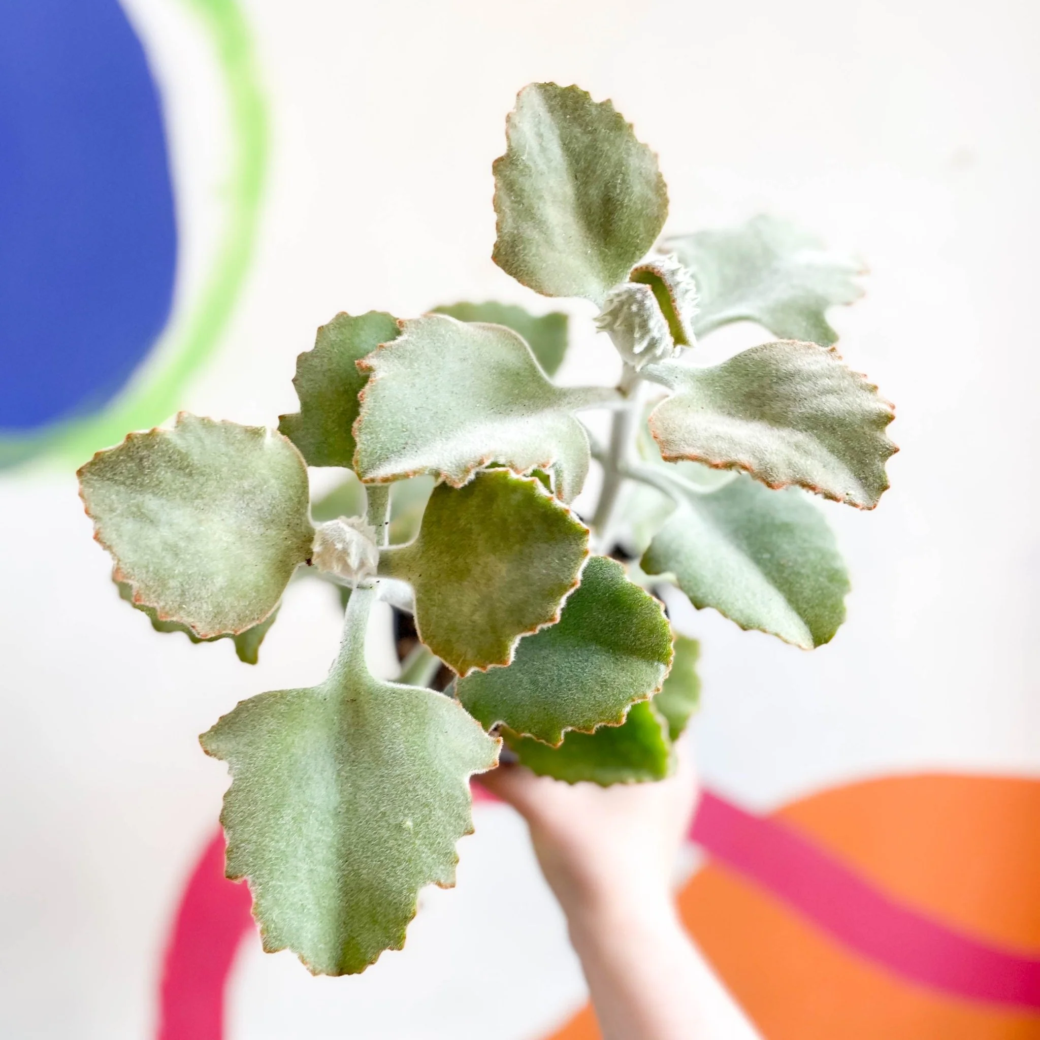 Kalanchoe beharensis
