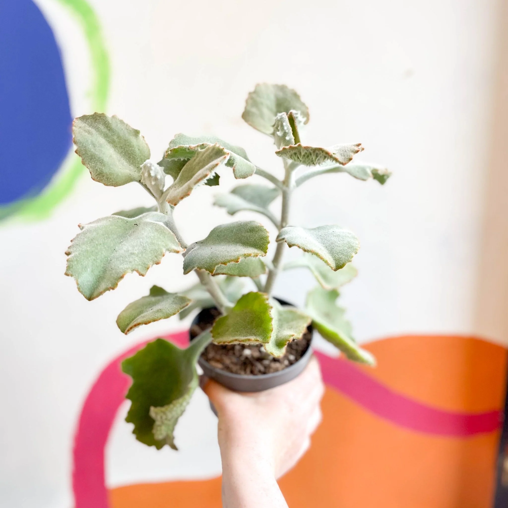 Kalanchoe beharensis - Image 2