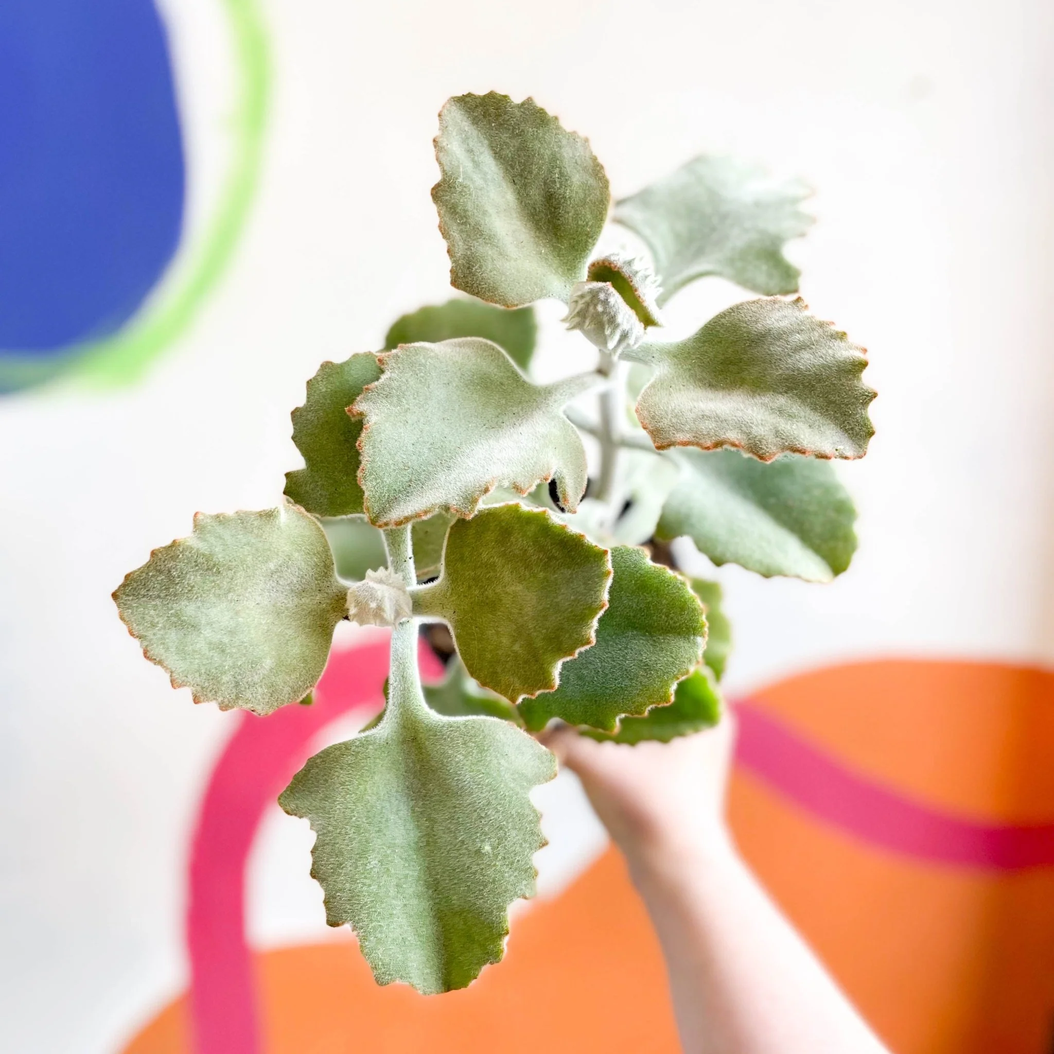 Kalanchoe beharensis - Image 3