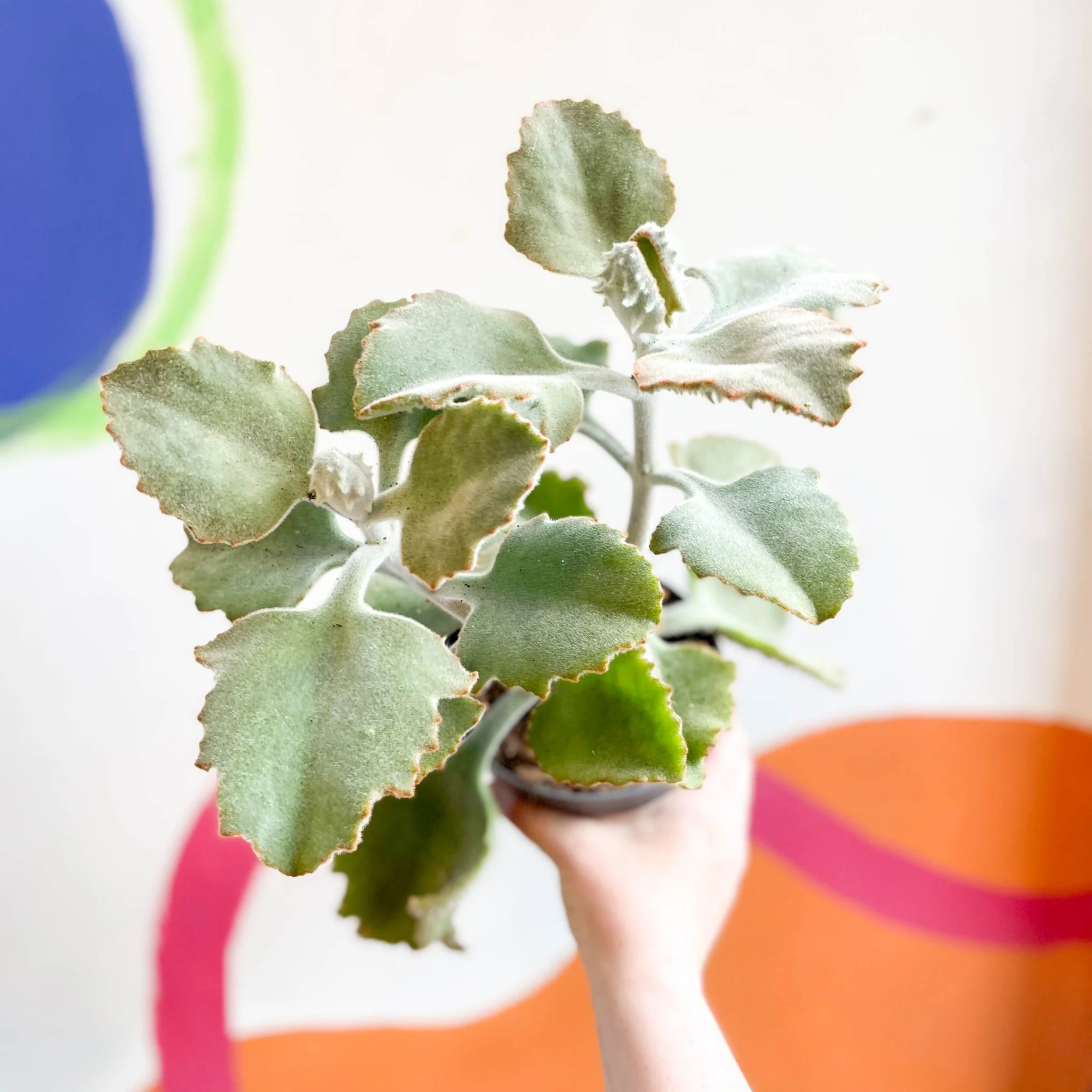 Kalanchoe beharensis - Image 4