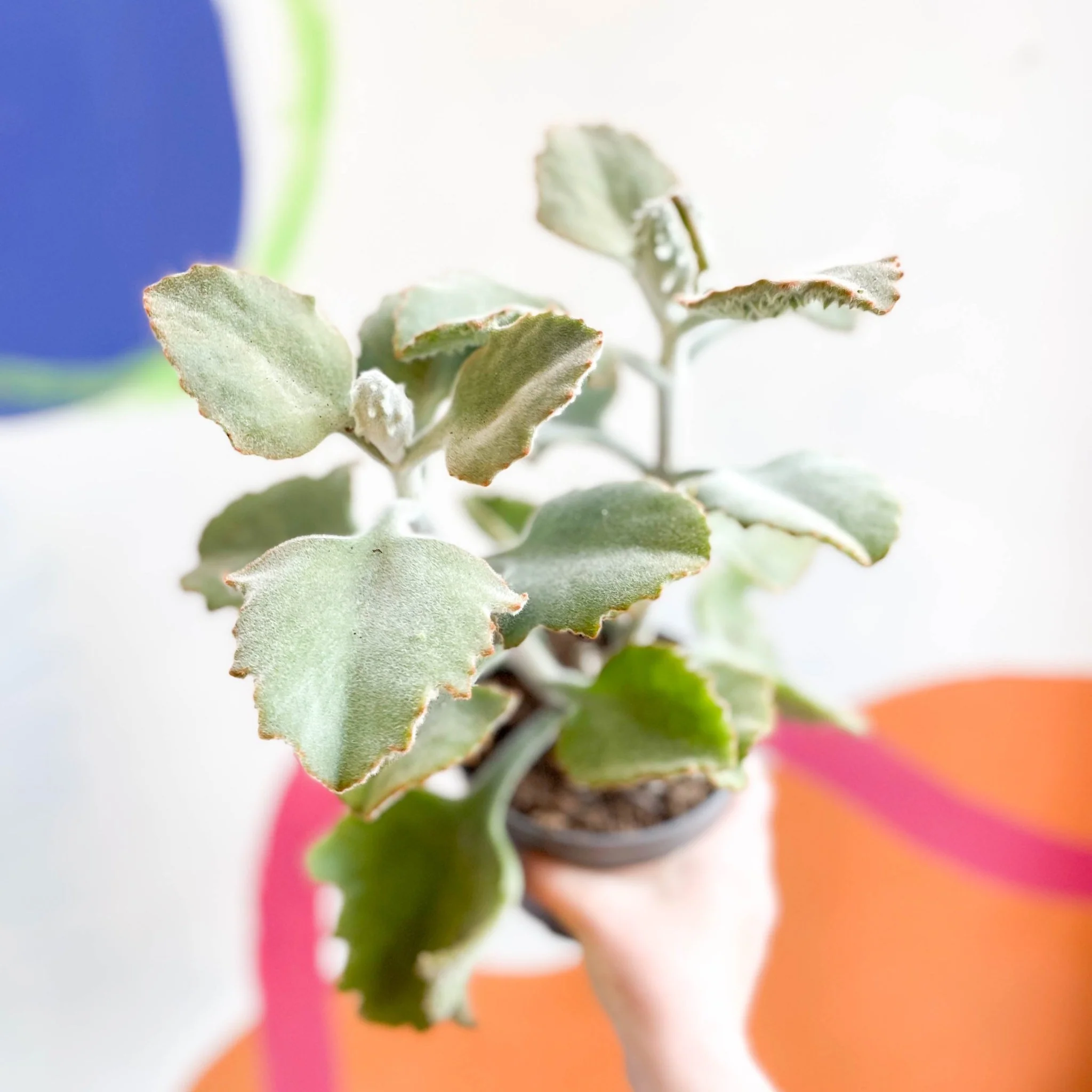 Kalanchoe beharensis - Image 5