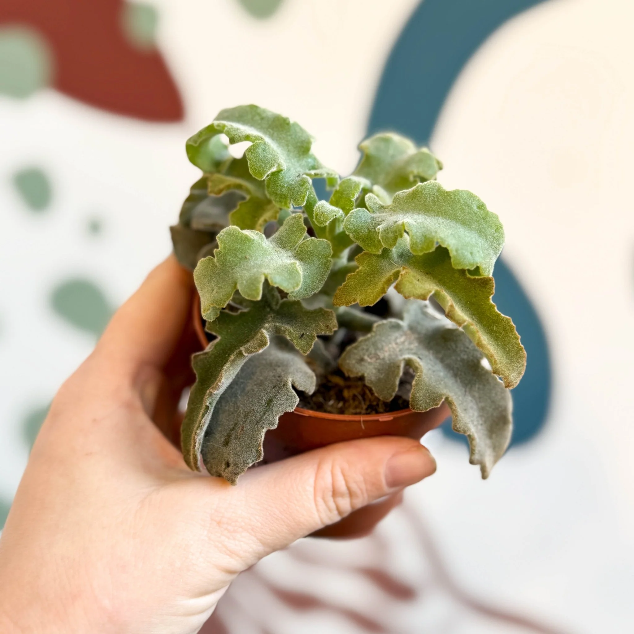 Kalanchoe beharensis 'Maltese Cross'