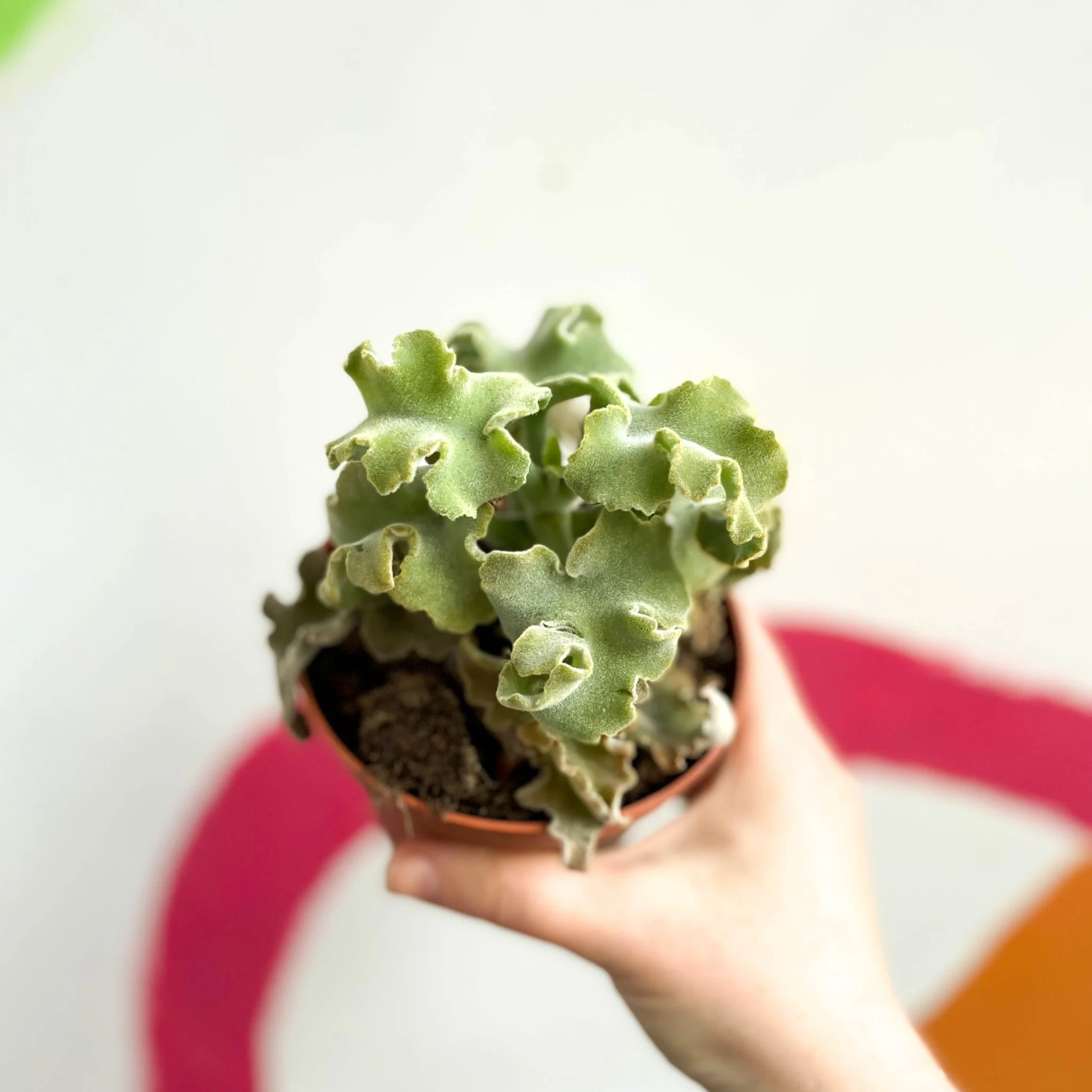 Kalanchoe beharensis 'Maltese Cross' - Image 2
