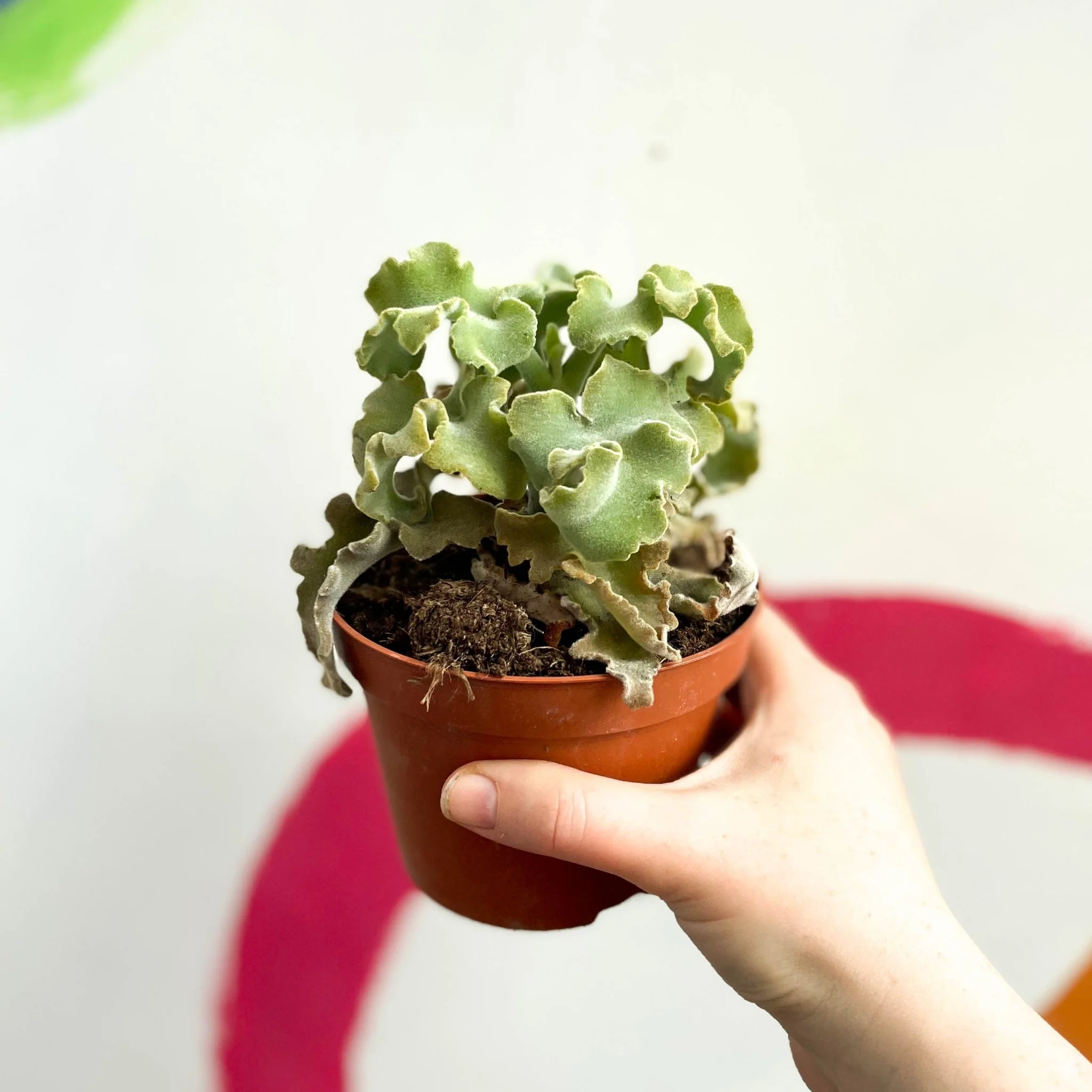 Kalanchoe beharensis 'Maltese Cross' - Image 3