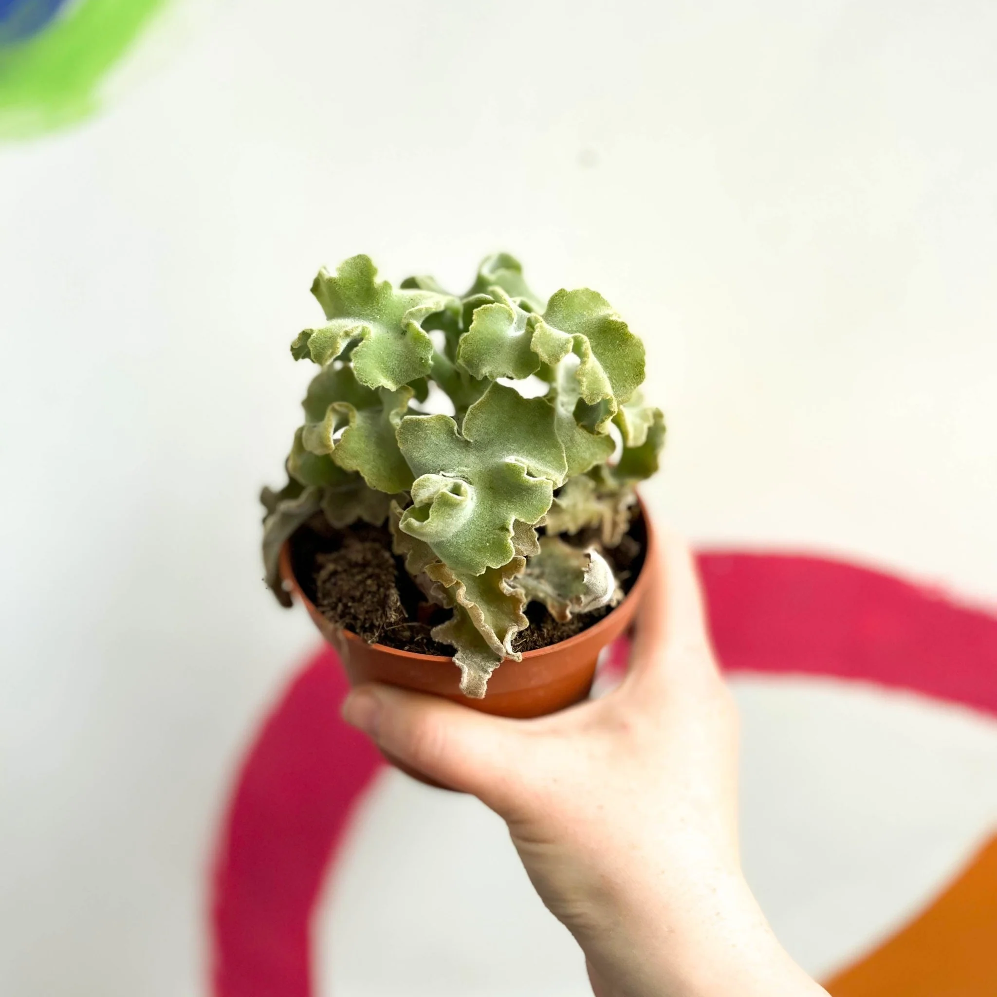 Kalanchoe beharensis 'Maltese Cross' - Image 4