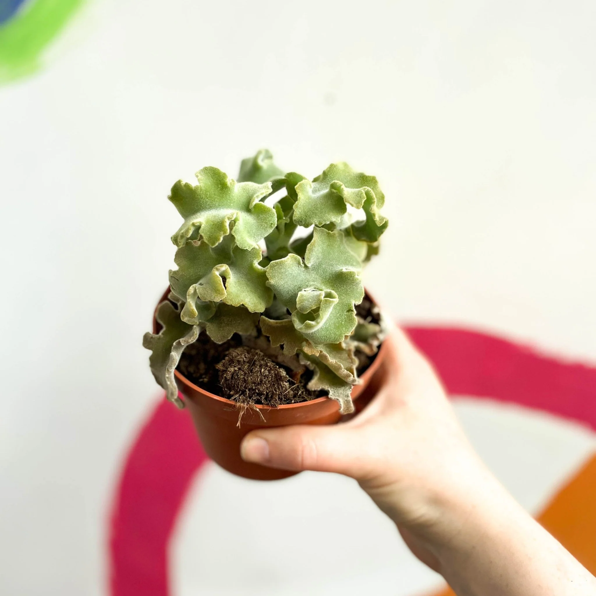 Kalanchoe beharensis 'Maltese Cross' - Image 5