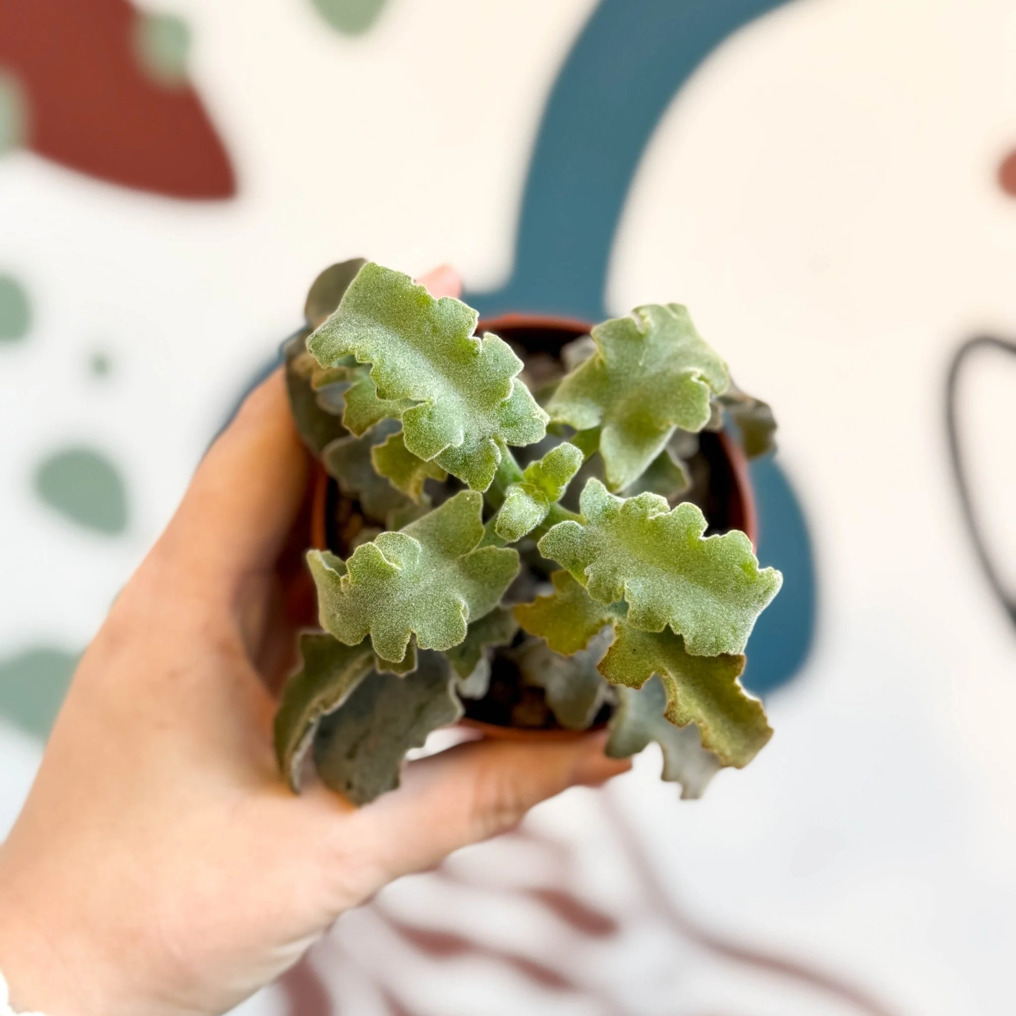Kalanchoe beharensis 'Maltese Cross' - Image 6
