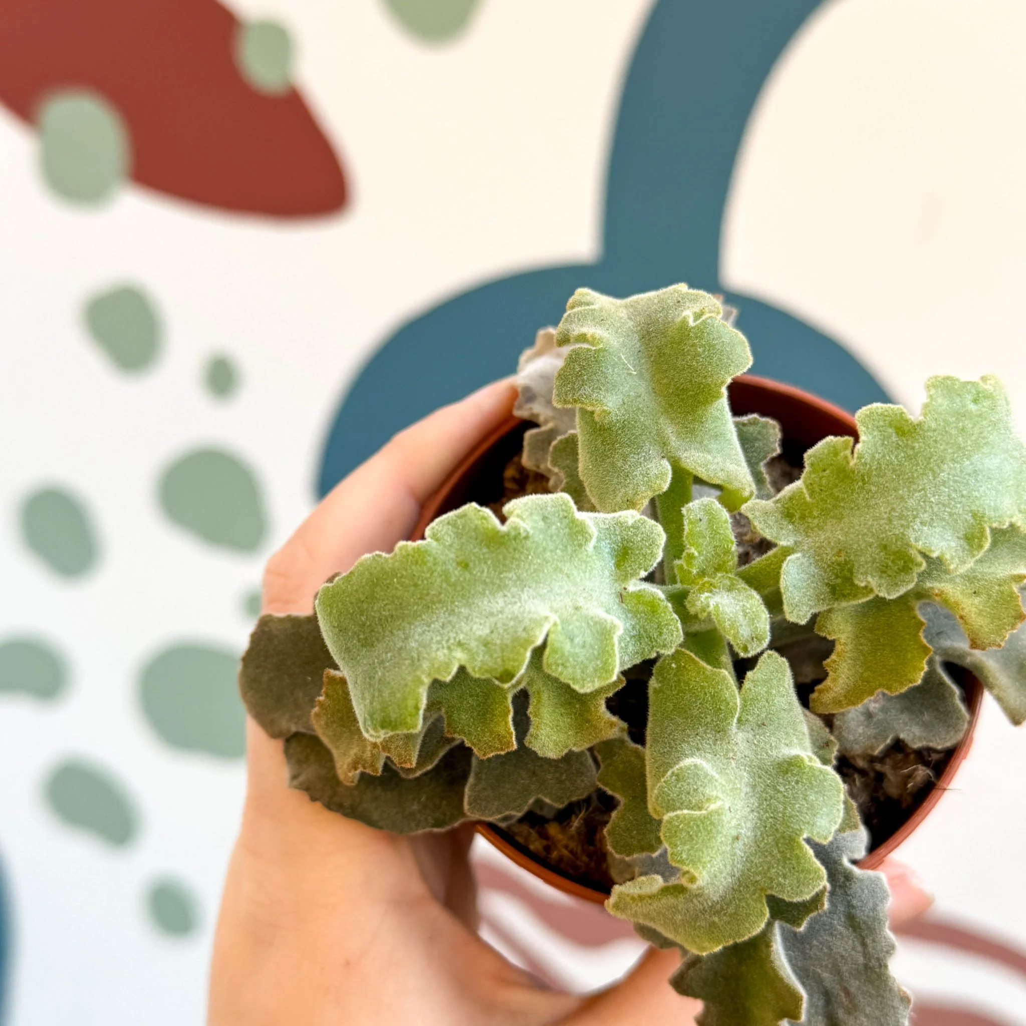Kalanchoe beharensis 'Maltese Cross' - Image 7