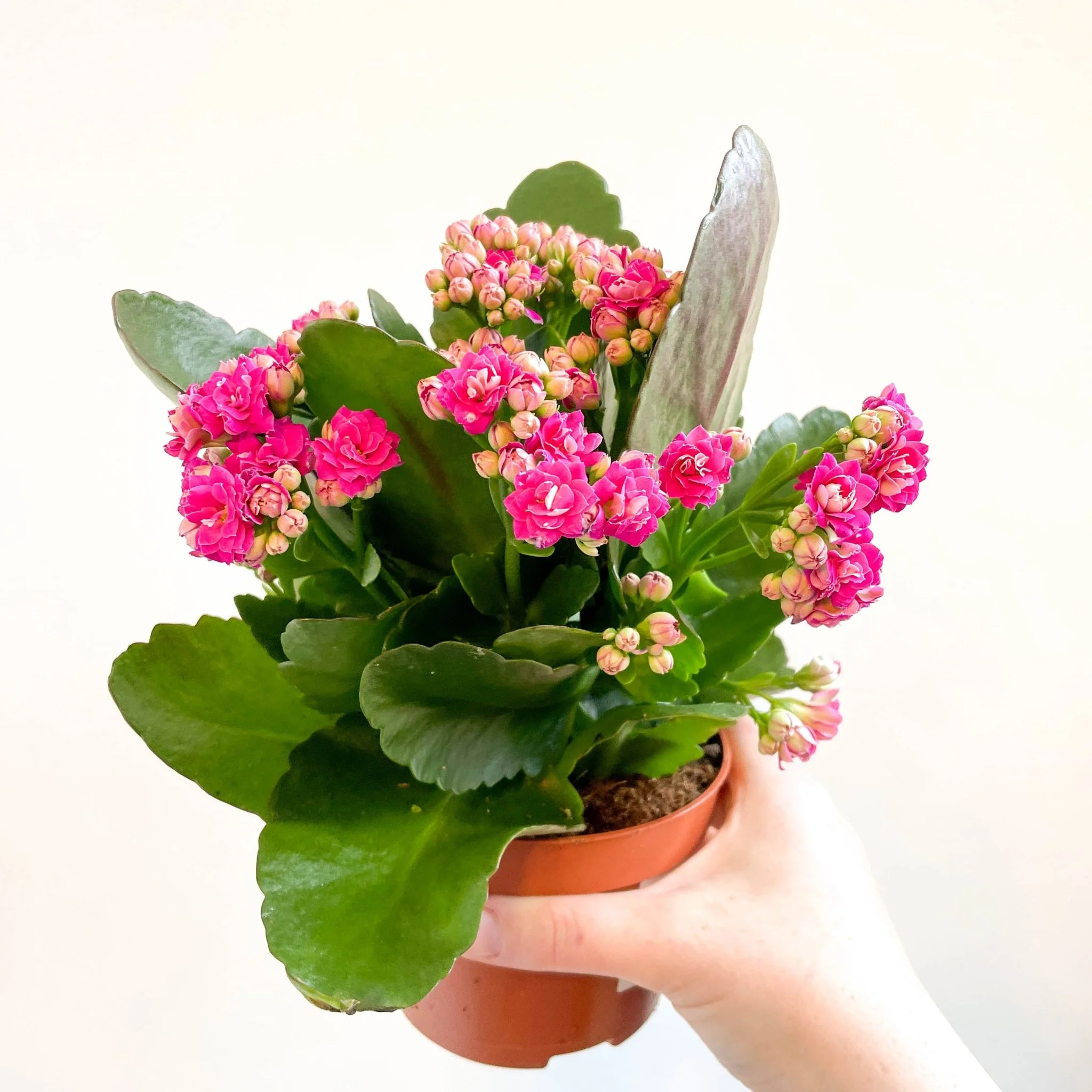 Kalanchoe blossfeldiana - Fuchsia Pink Flaming Katy - Image 3