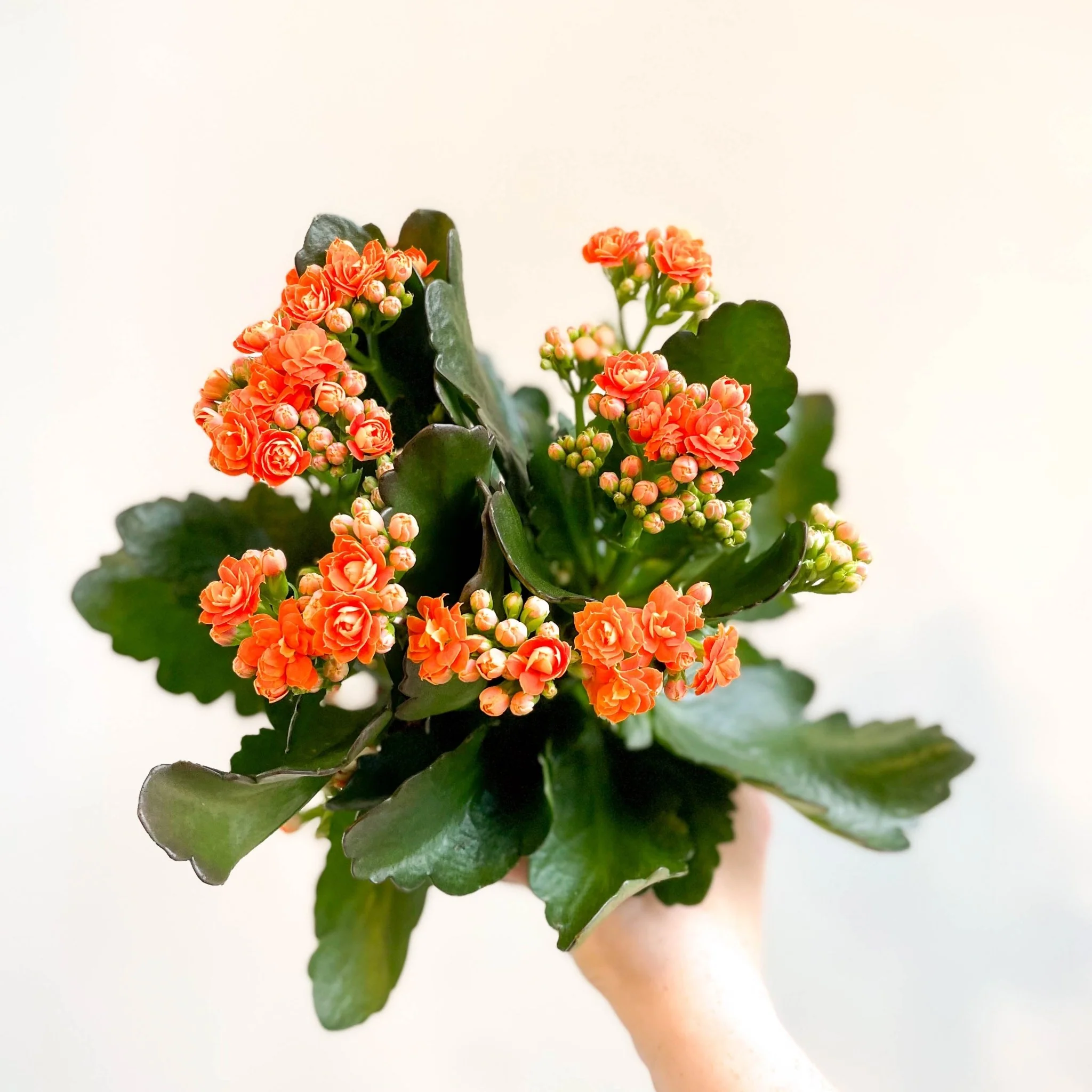 Kalanchoe blossfeldiana - Mandarin Orange Flaming Katy