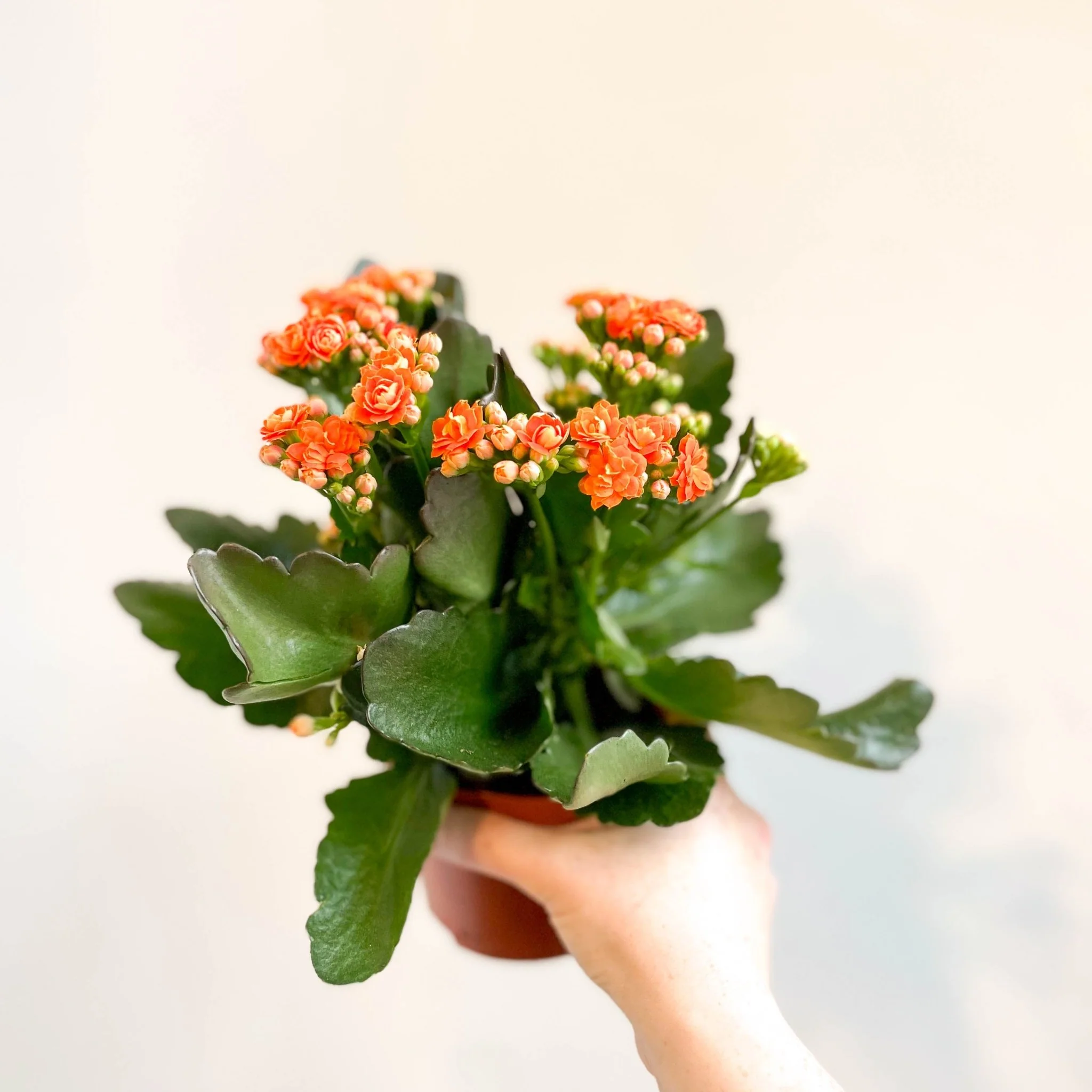 Kalanchoe blossfeldiana - Mandarin Orange Flaming Katy - Image 2