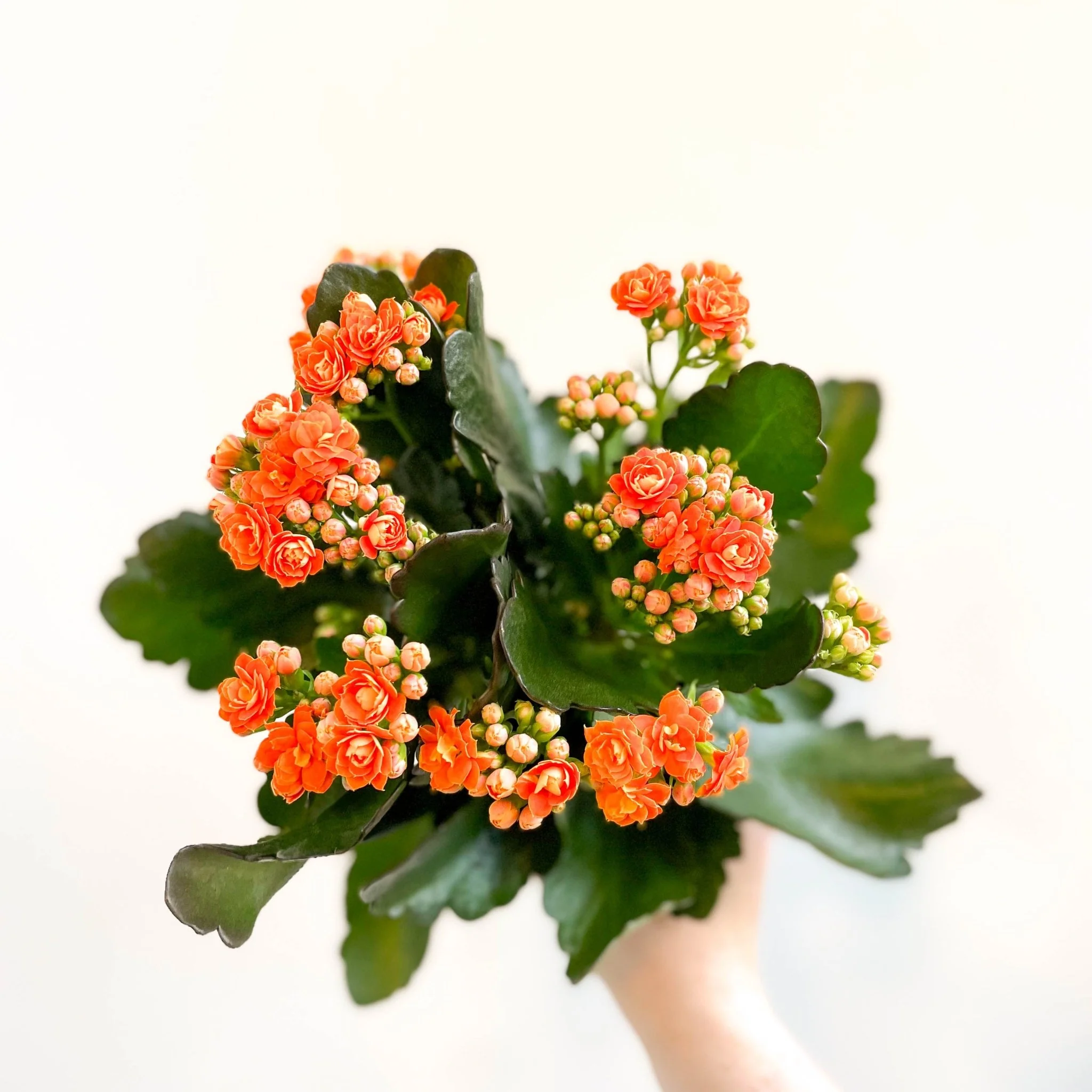 Kalanchoe blossfeldiana - Mandarin Orange Flaming Katy - Image 3
