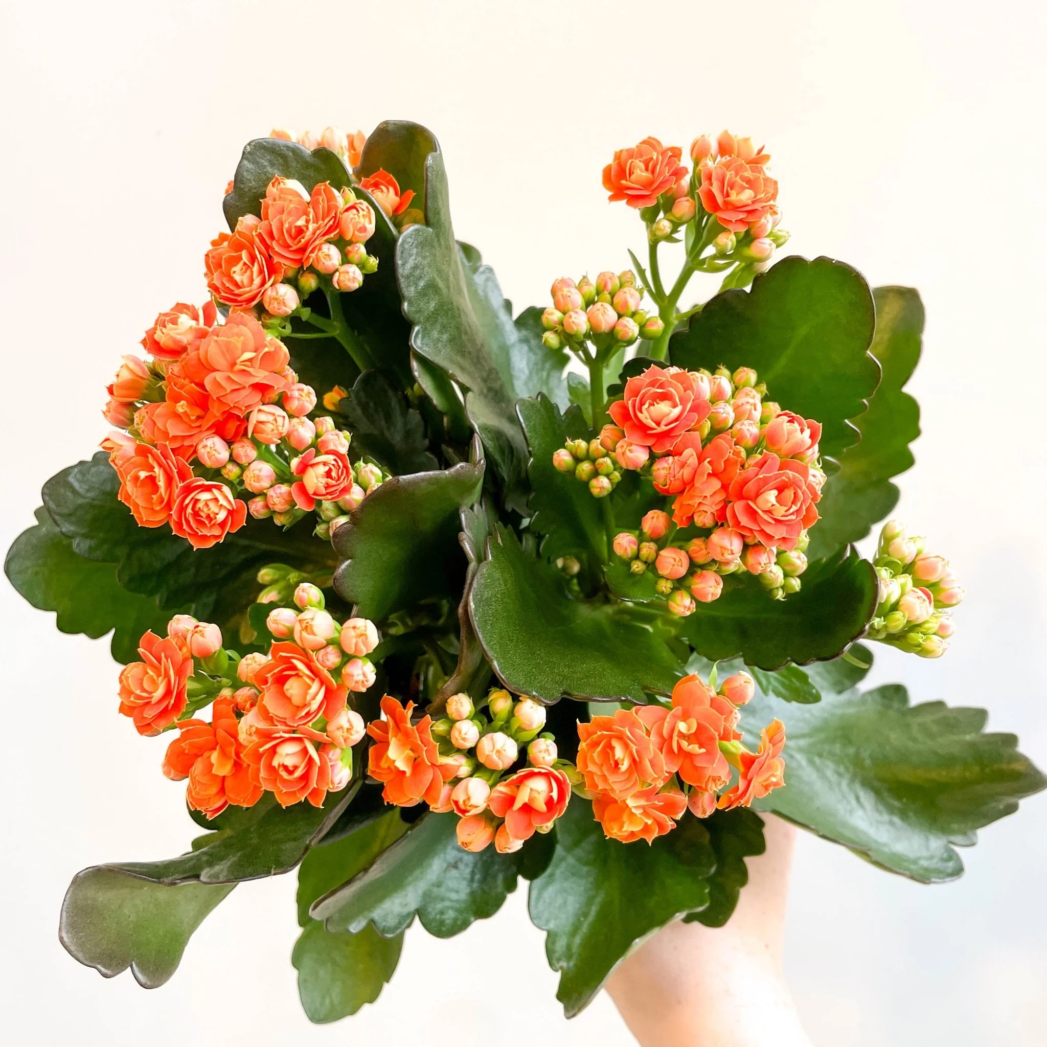 Kalanchoe blossfeldiana - Mandarin Orange Flaming Katy - Image 4