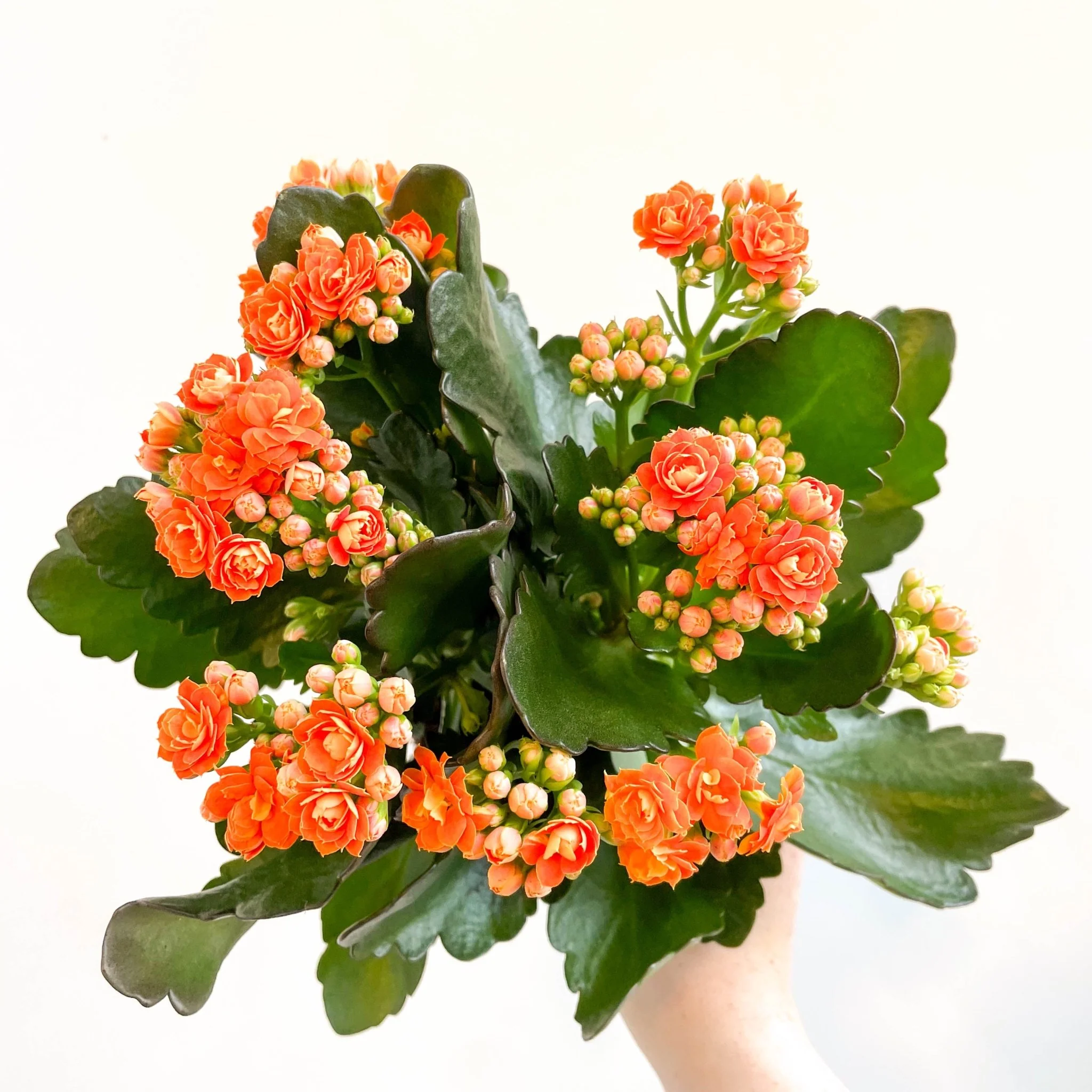 Kalanchoe blossfeldiana - Mandarin Orange Flaming Katy - Image 5