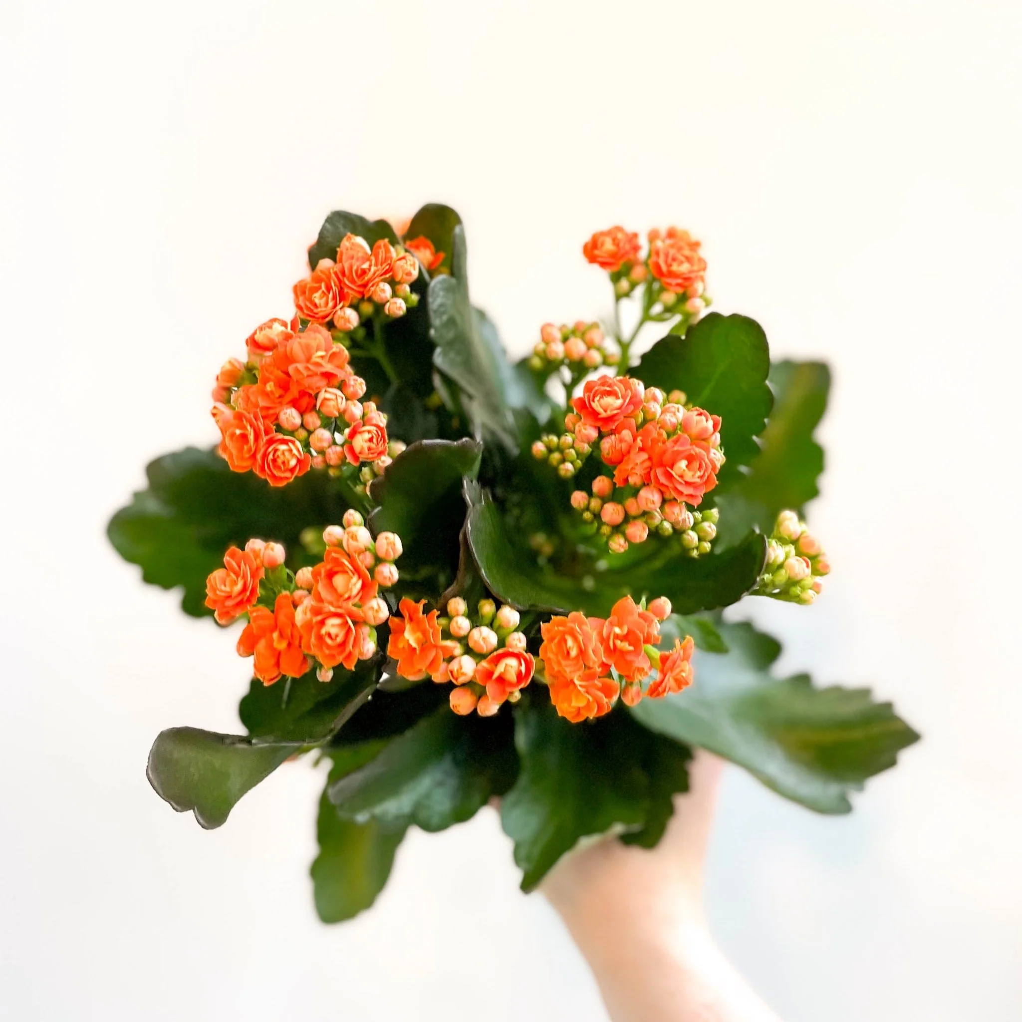 Kalanchoe blossfeldiana - Mandarin Orange Flaming Katy - Image 6
