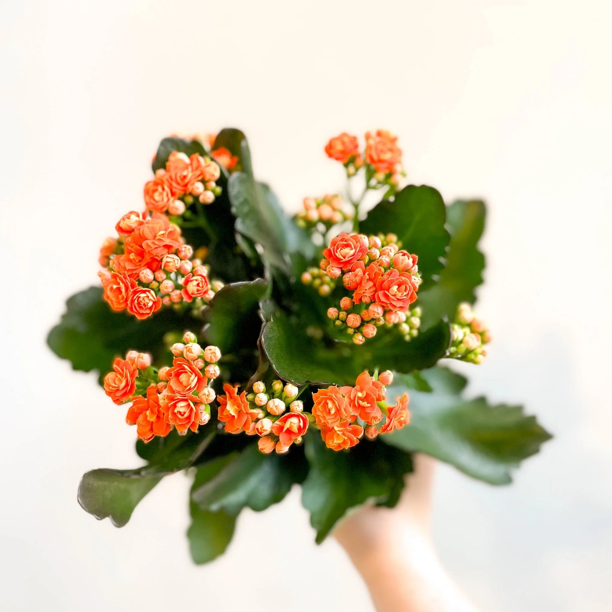 Kalanchoe blossfeldiana - Mandarin Orange Flaming Katy - Image 7