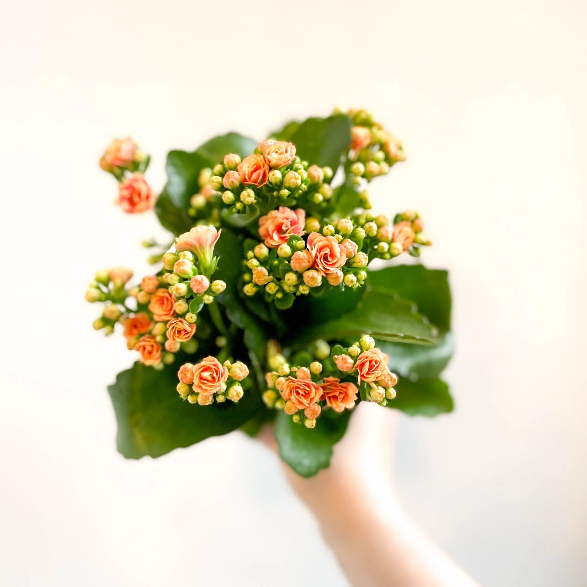 Kalanchoe blossfeldiana - Peachy Orange Flaming Katy