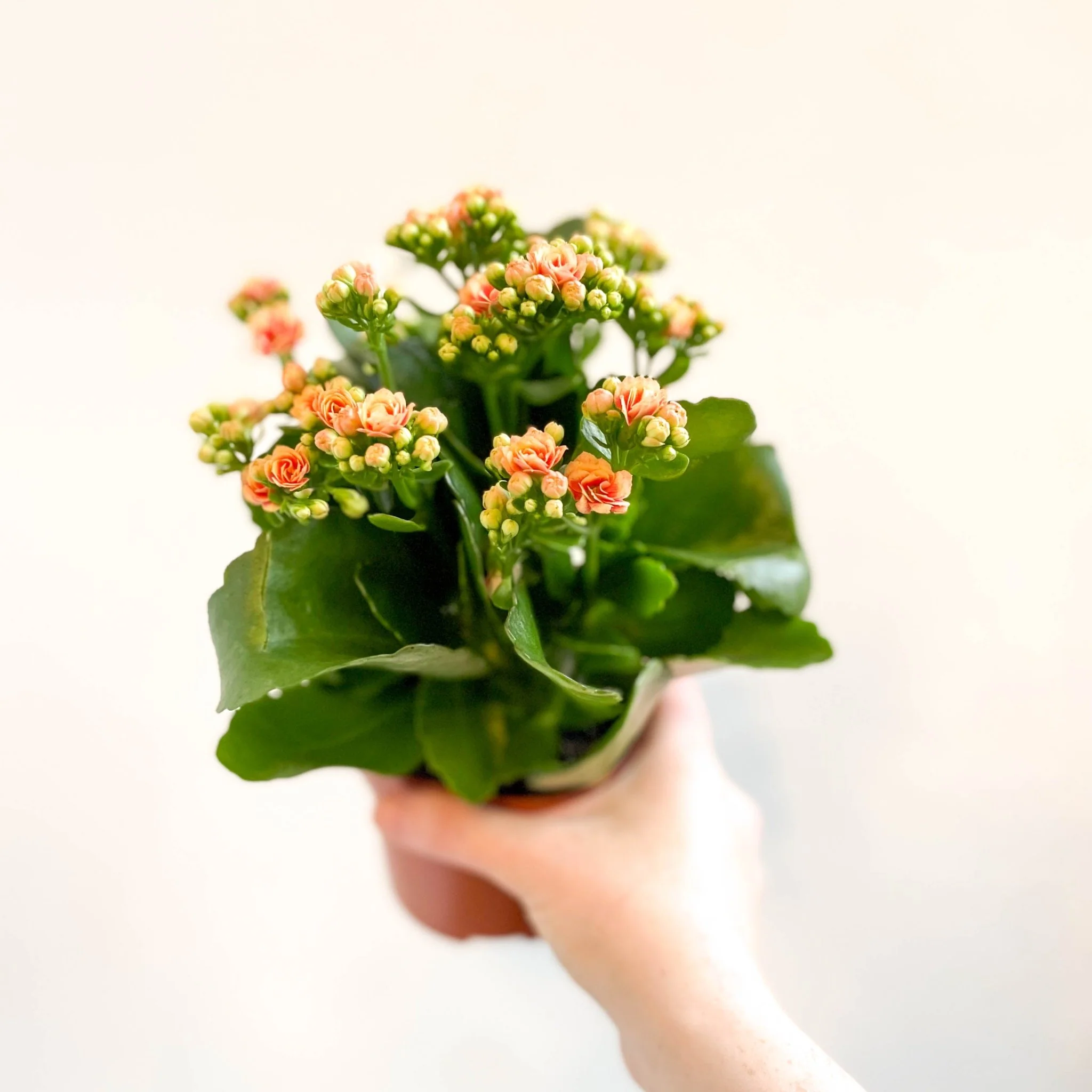 Kalanchoe blossfeldiana - Peachy Orange Flaming Katy - Image 10