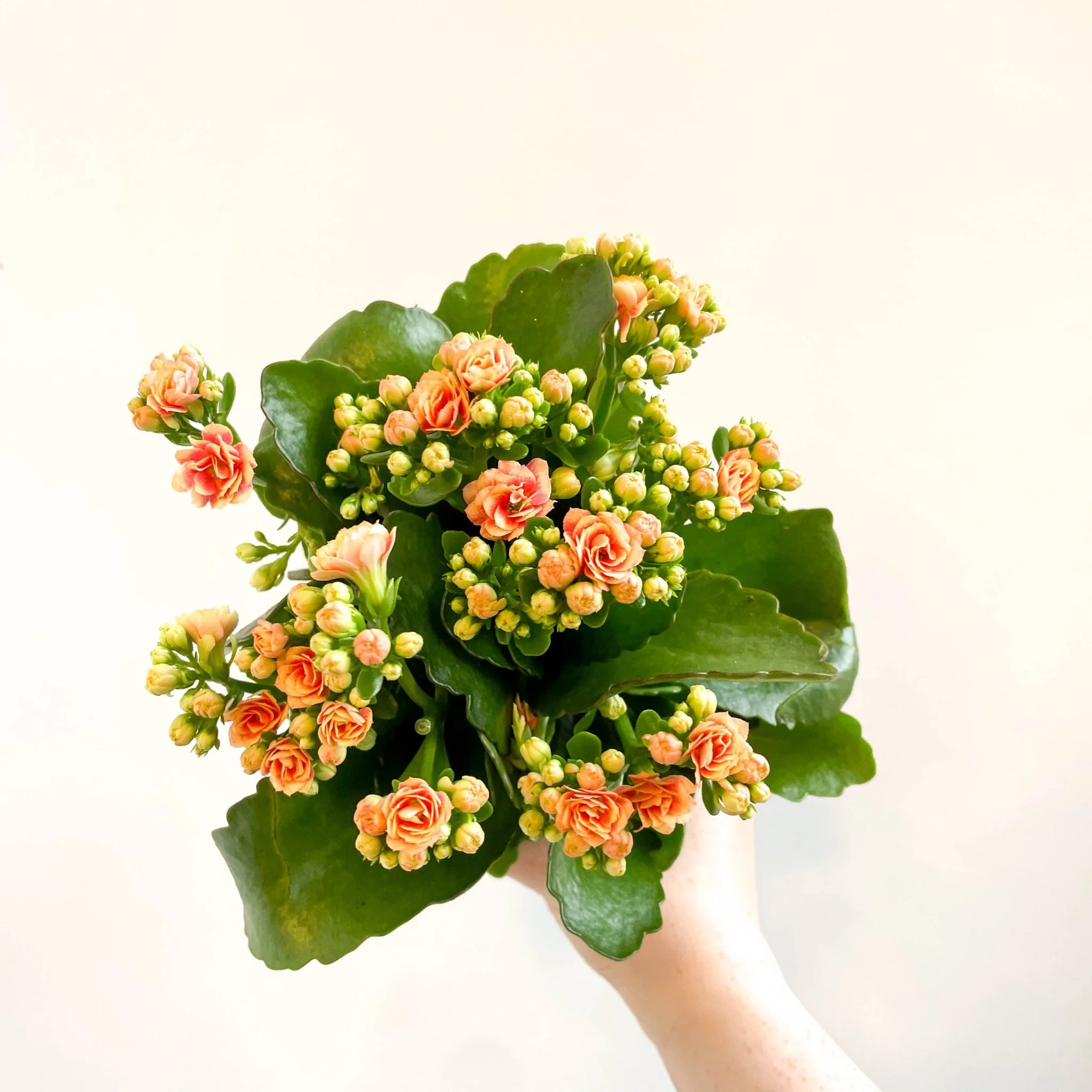 Kalanchoe blossfeldiana - Peachy Orange Flaming Katy - Image 2