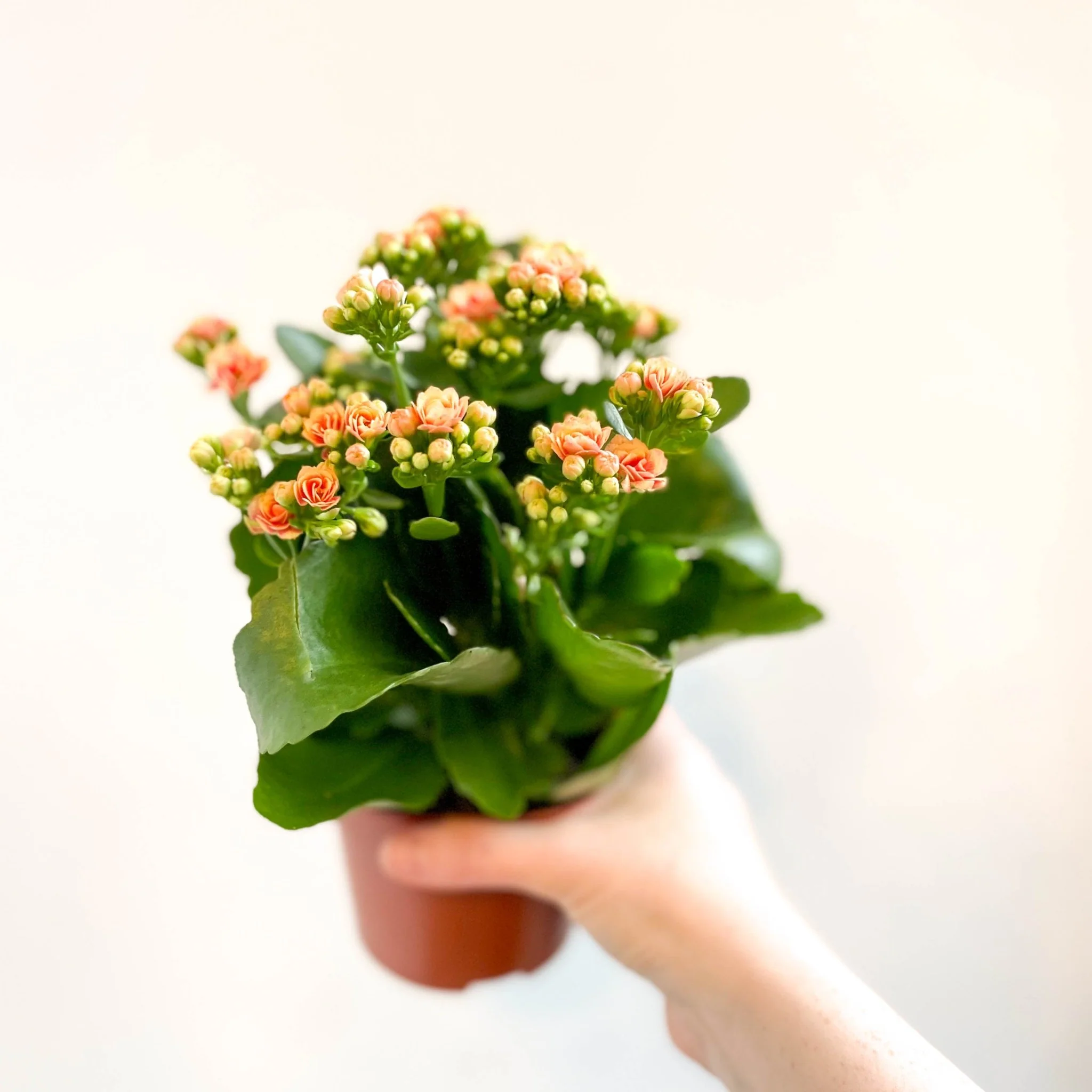 Kalanchoe blossfeldiana - Peachy Orange Flaming Katy - Image 3