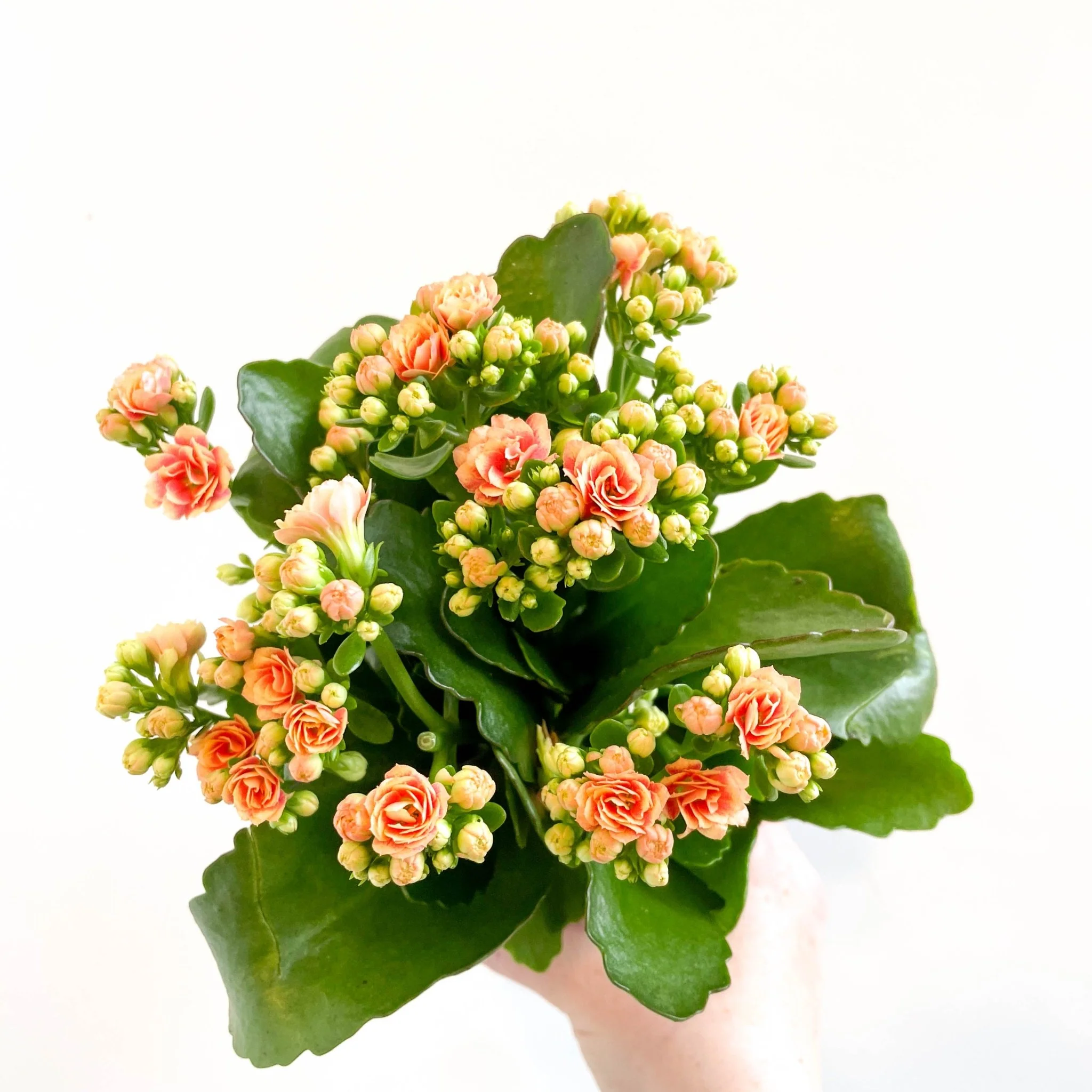 Kalanchoe blossfeldiana - Peachy Orange Flaming Katy - Image 4