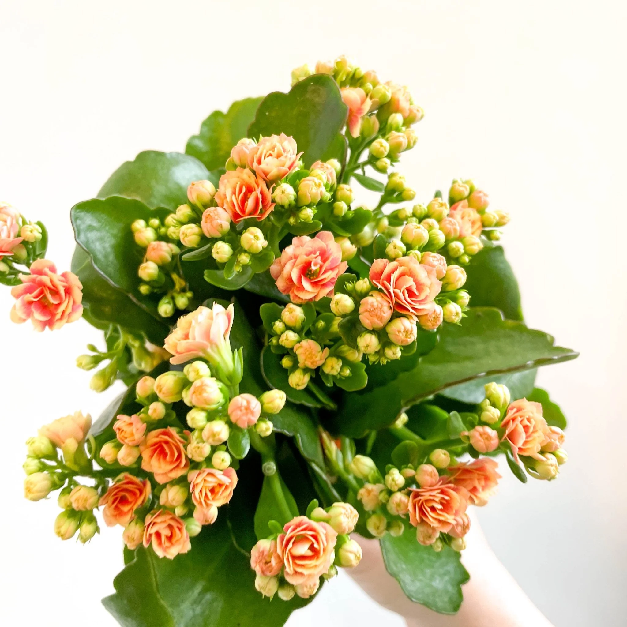 Kalanchoe blossfeldiana - Peachy Orange Flaming Katy - Image 5