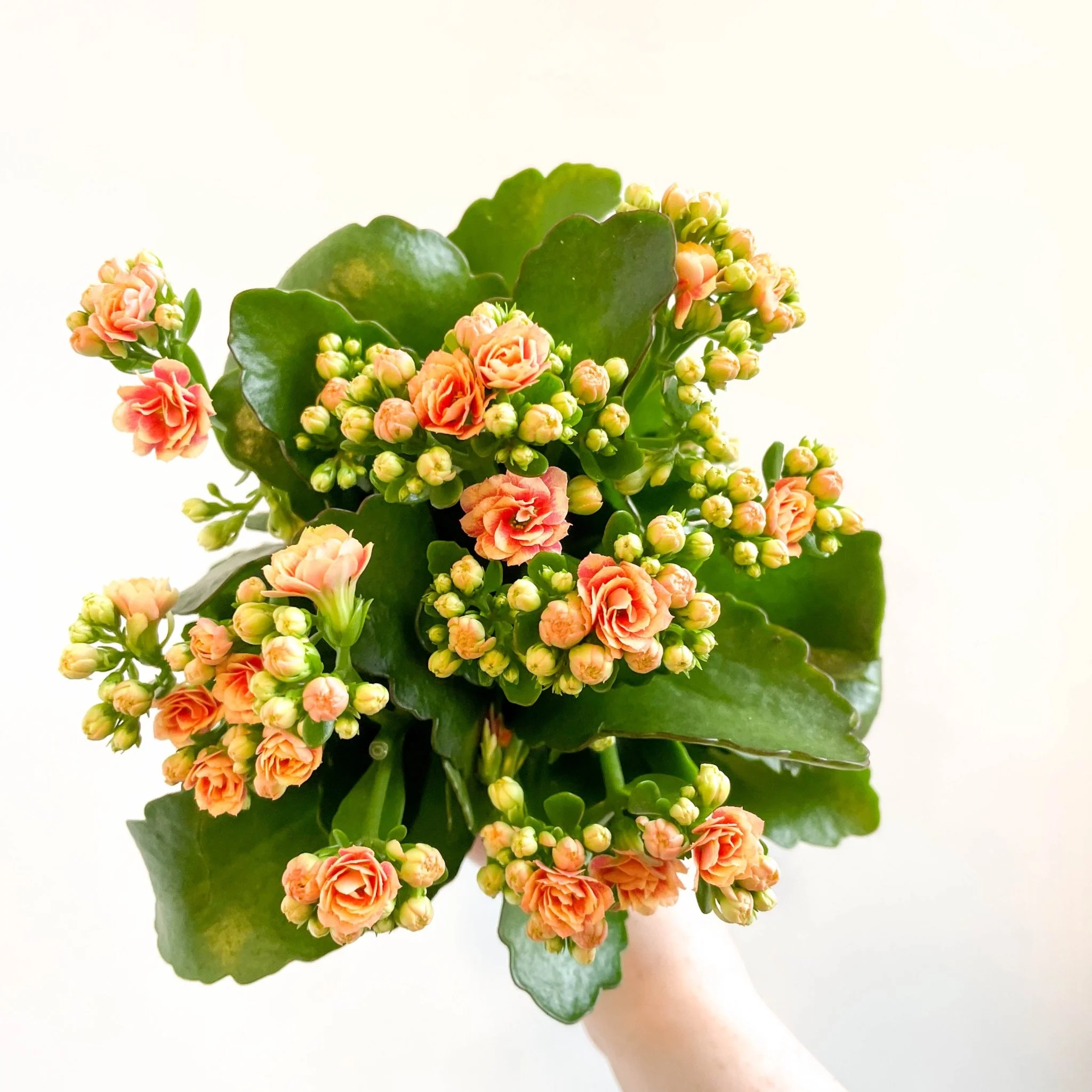 Kalanchoe blossfeldiana - Peachy Orange Flaming Katy - Image 6