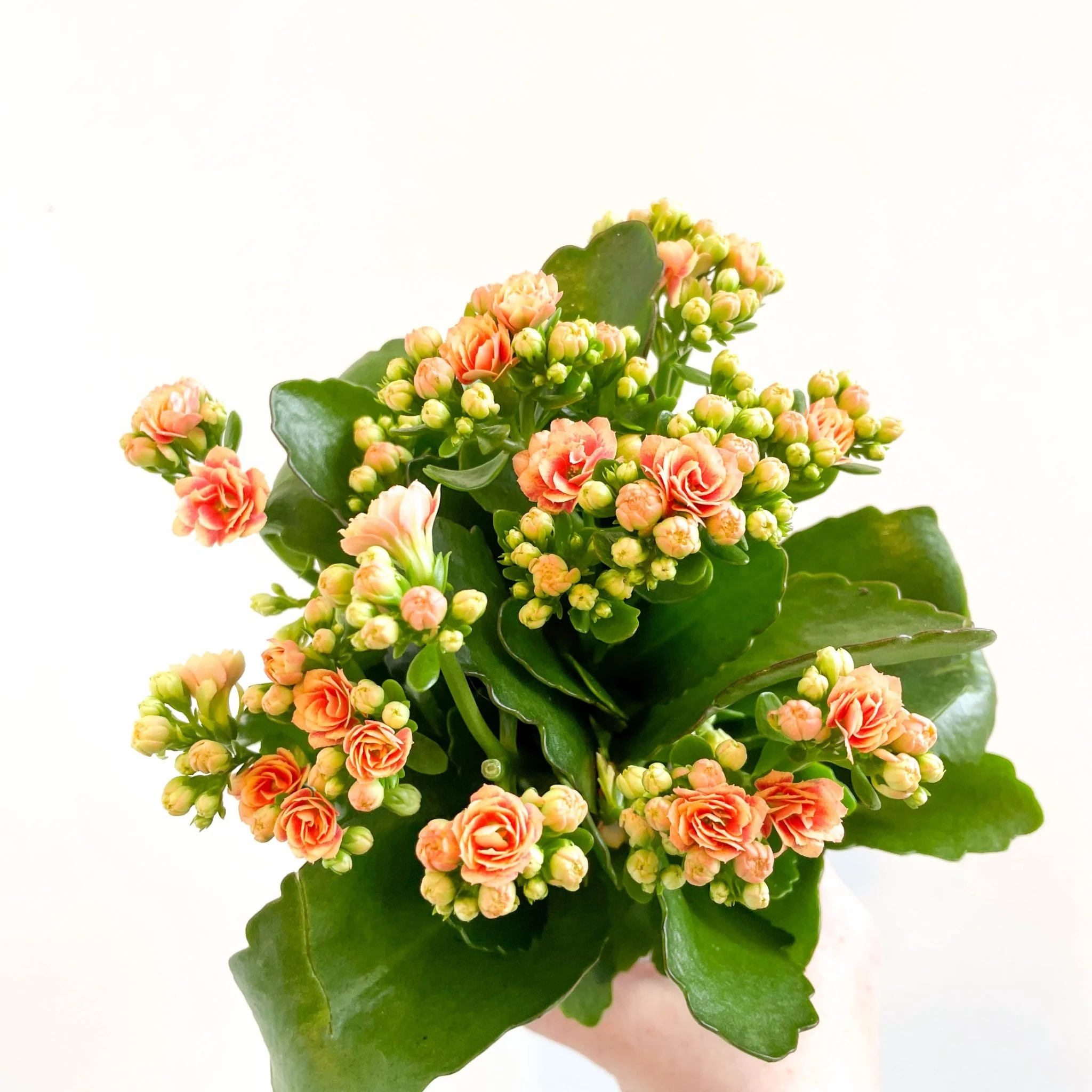 Kalanchoe blossfeldiana - Peachy Orange Flaming Katy - Image 7