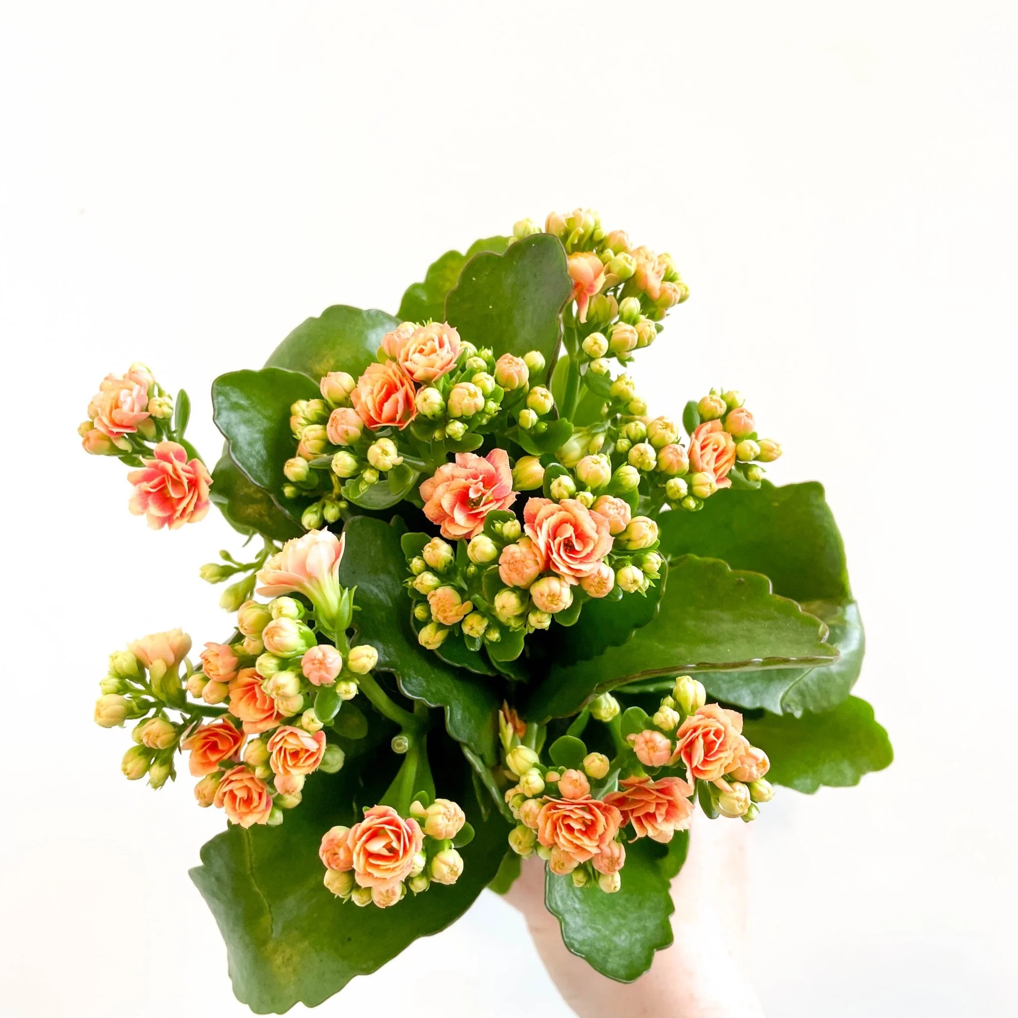 Kalanchoe blossfeldiana - Peachy Orange Flaming Katy - Image 8