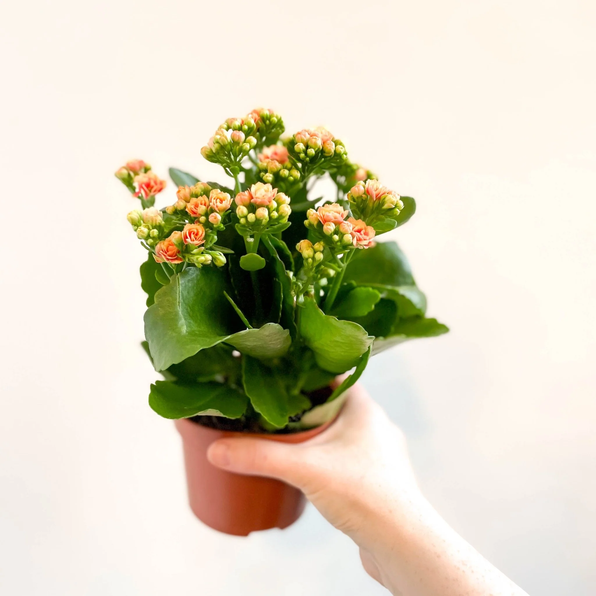 Kalanchoe blossfeldiana - Peachy Orange Flaming Katy - Image 9