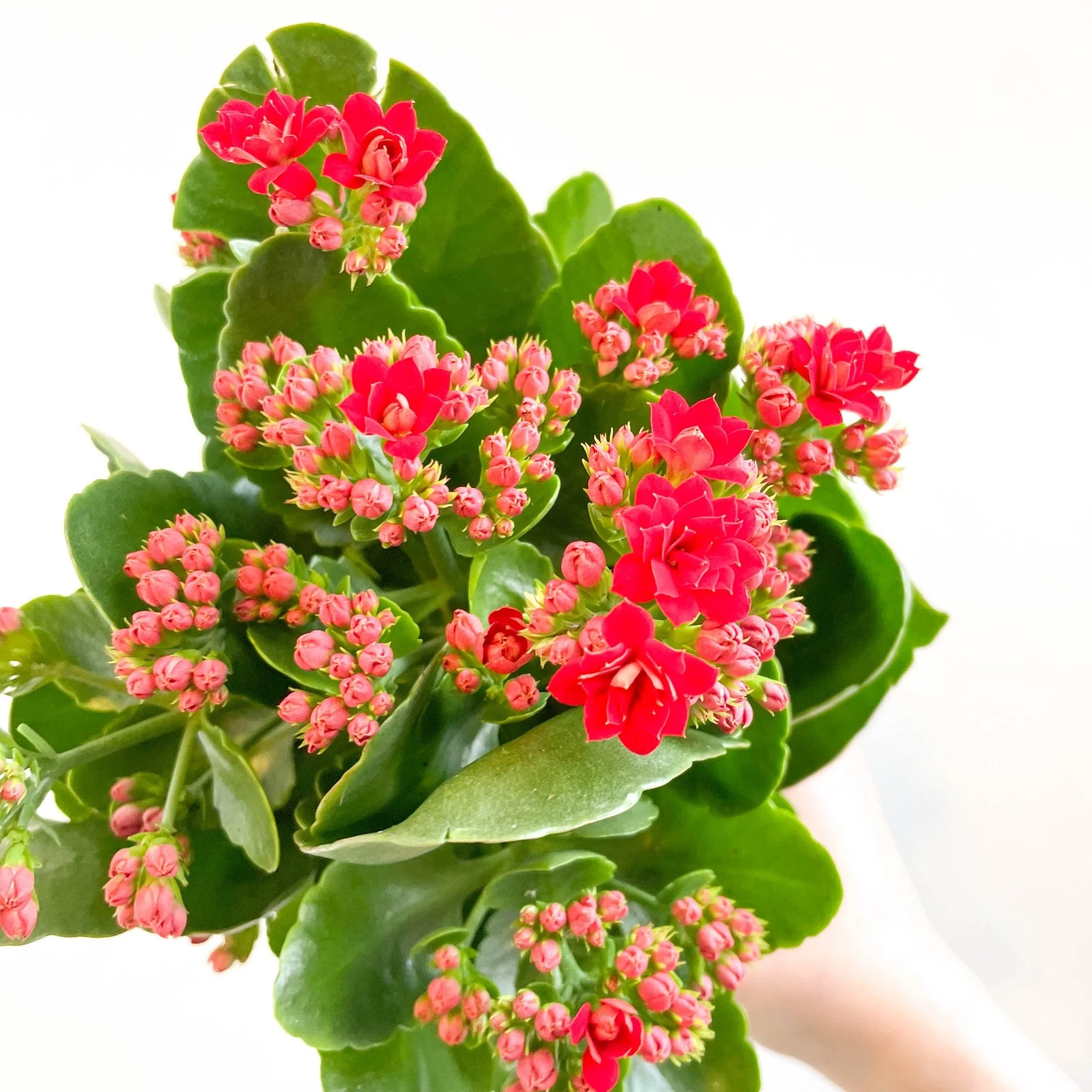 Kalanchoe blossfeldiana - Scarlet Red Flaming Katy - Image 12