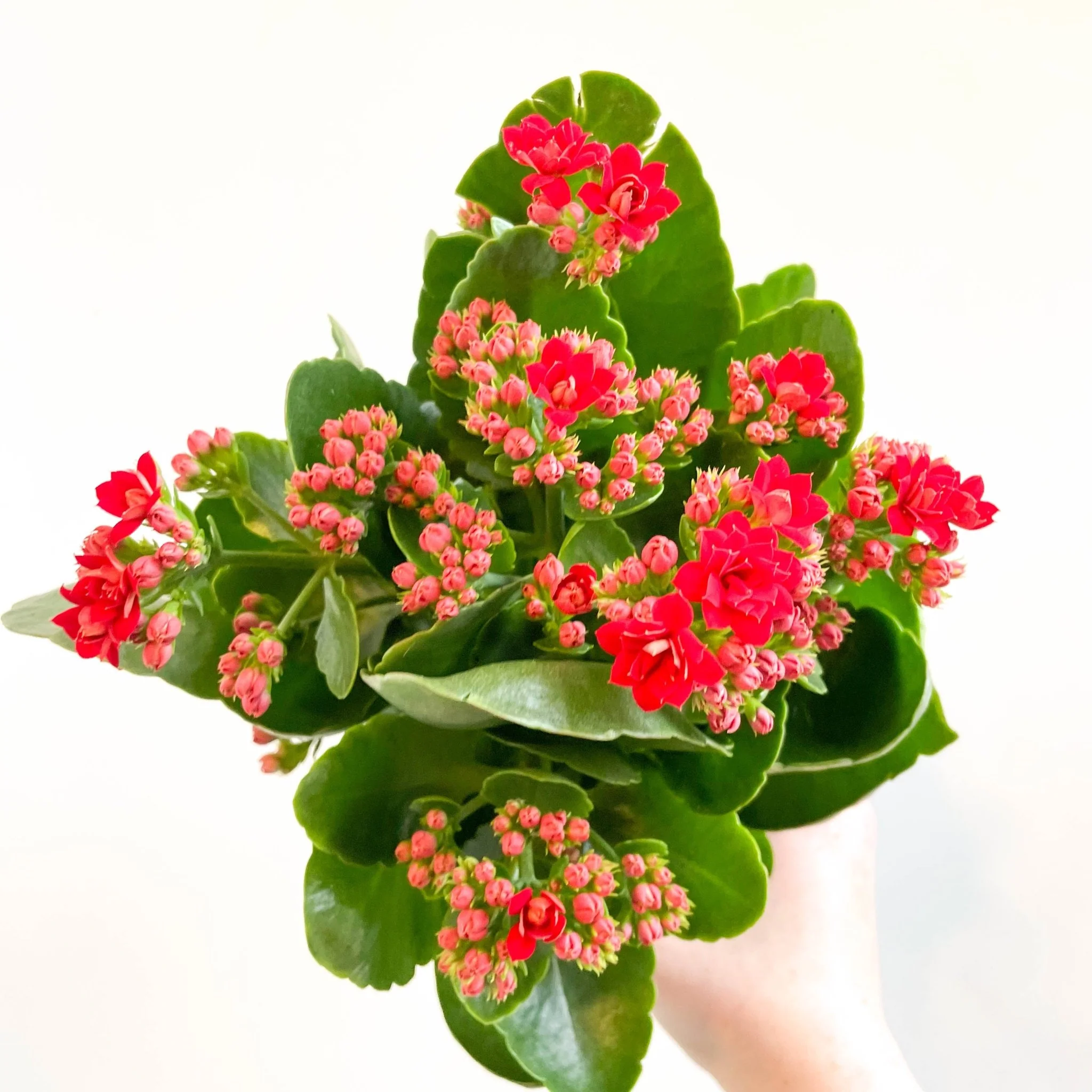 Kalanchoe blossfeldiana - Scarlet Red Flaming Katy - Image 5