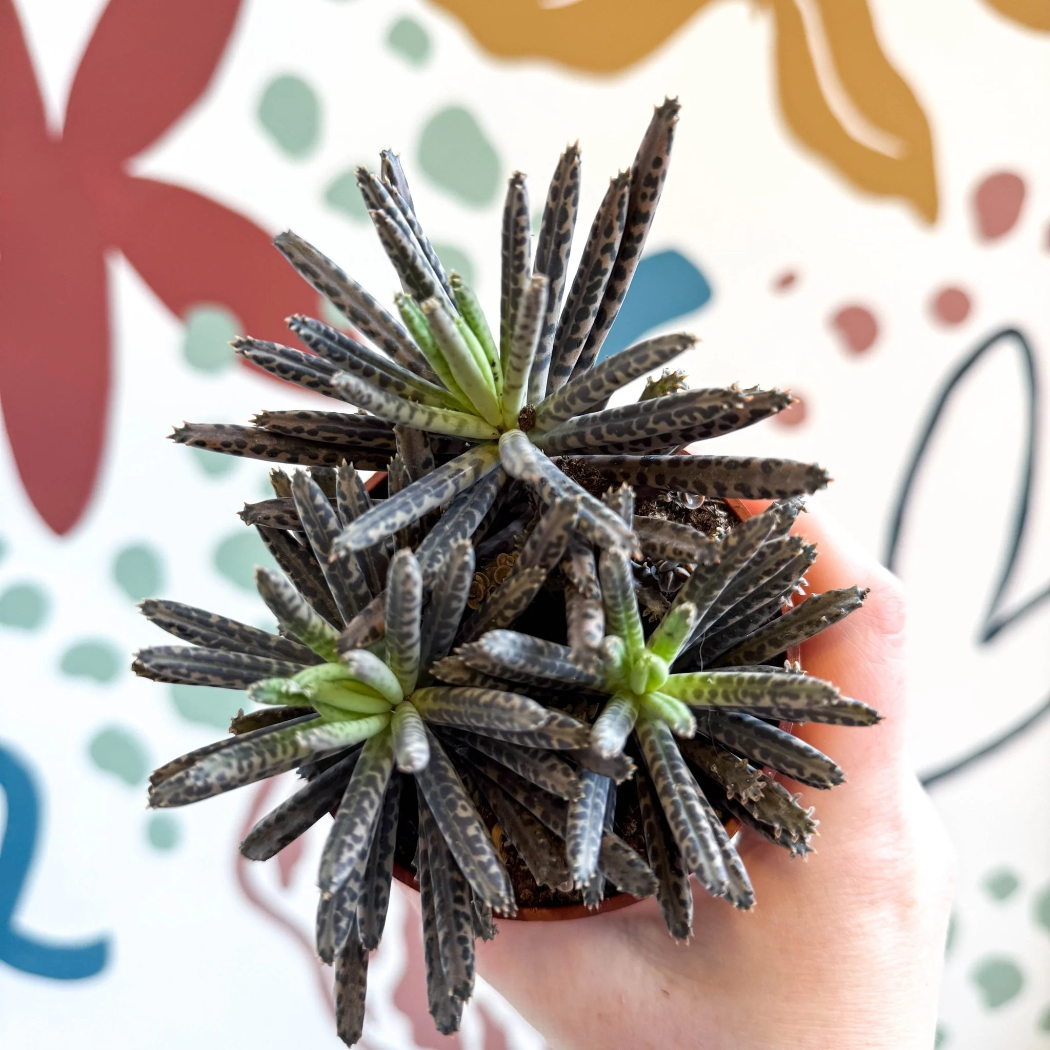 Kalanchoe daigremontiana – Mother of Thousands - Image 3