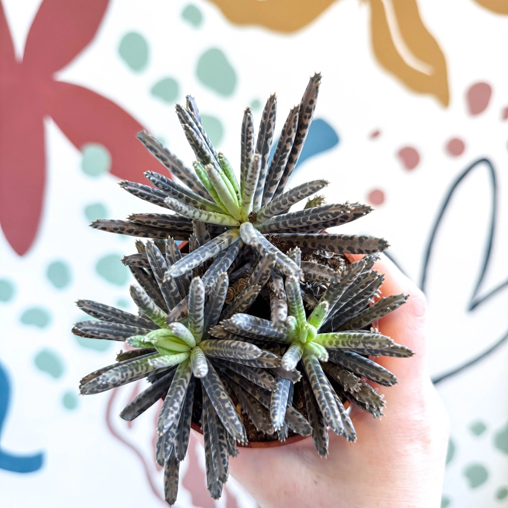 Kalanchoe daigremontiana – Mother of Thousands - Image 4