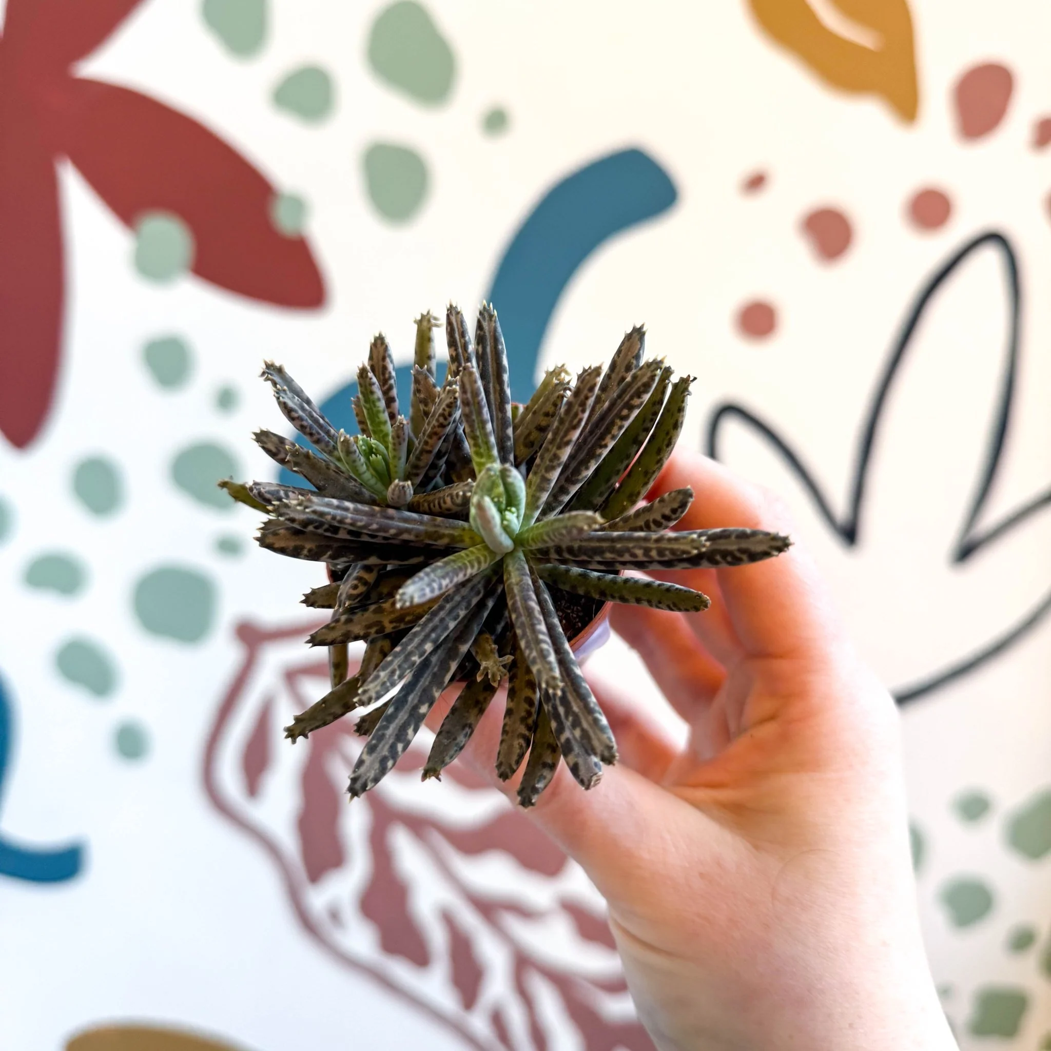 Kalanchoe daigremontiana – Mother of Thousands - Image 7