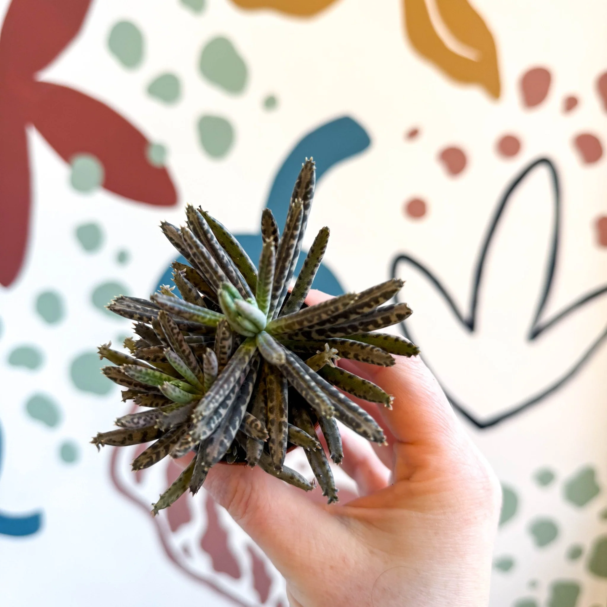 Kalanchoe daigremontiana – Mother of Thousands - Image 9