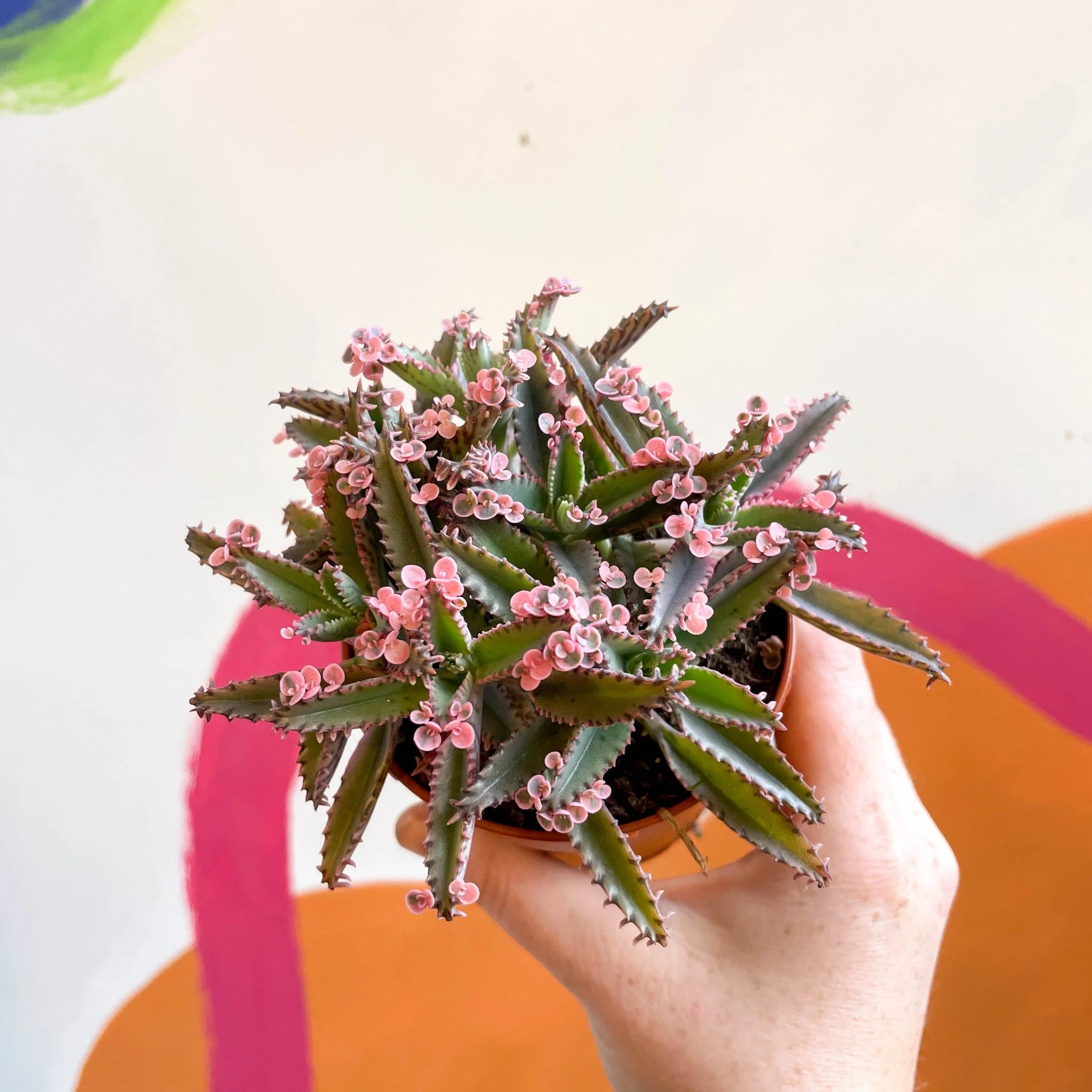 Kalanchoe daigremontiana ‘Pink Butterfly’ - Image 10