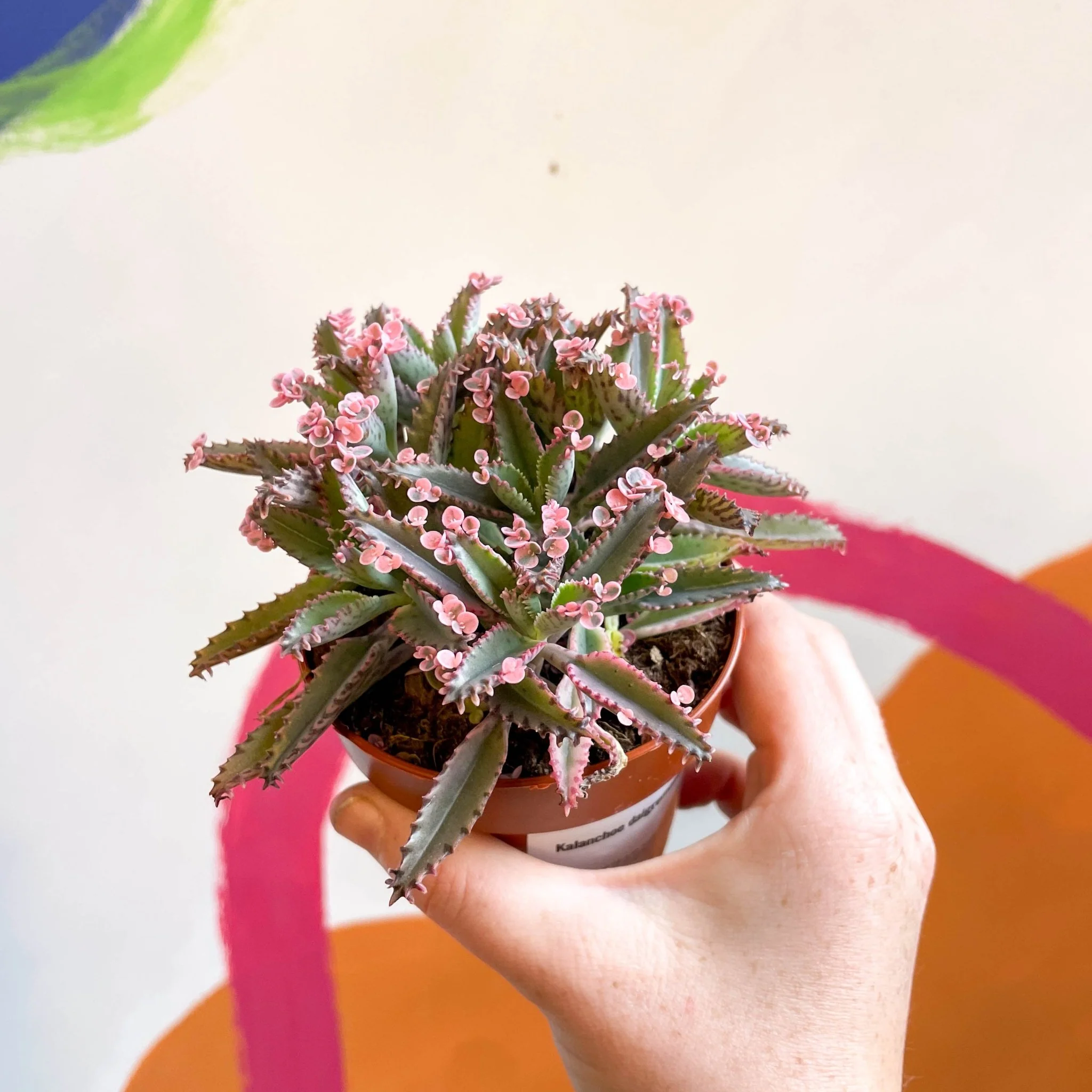 Kalanchoe daigremontiana ‘Pink Butterfly’ - Image 3