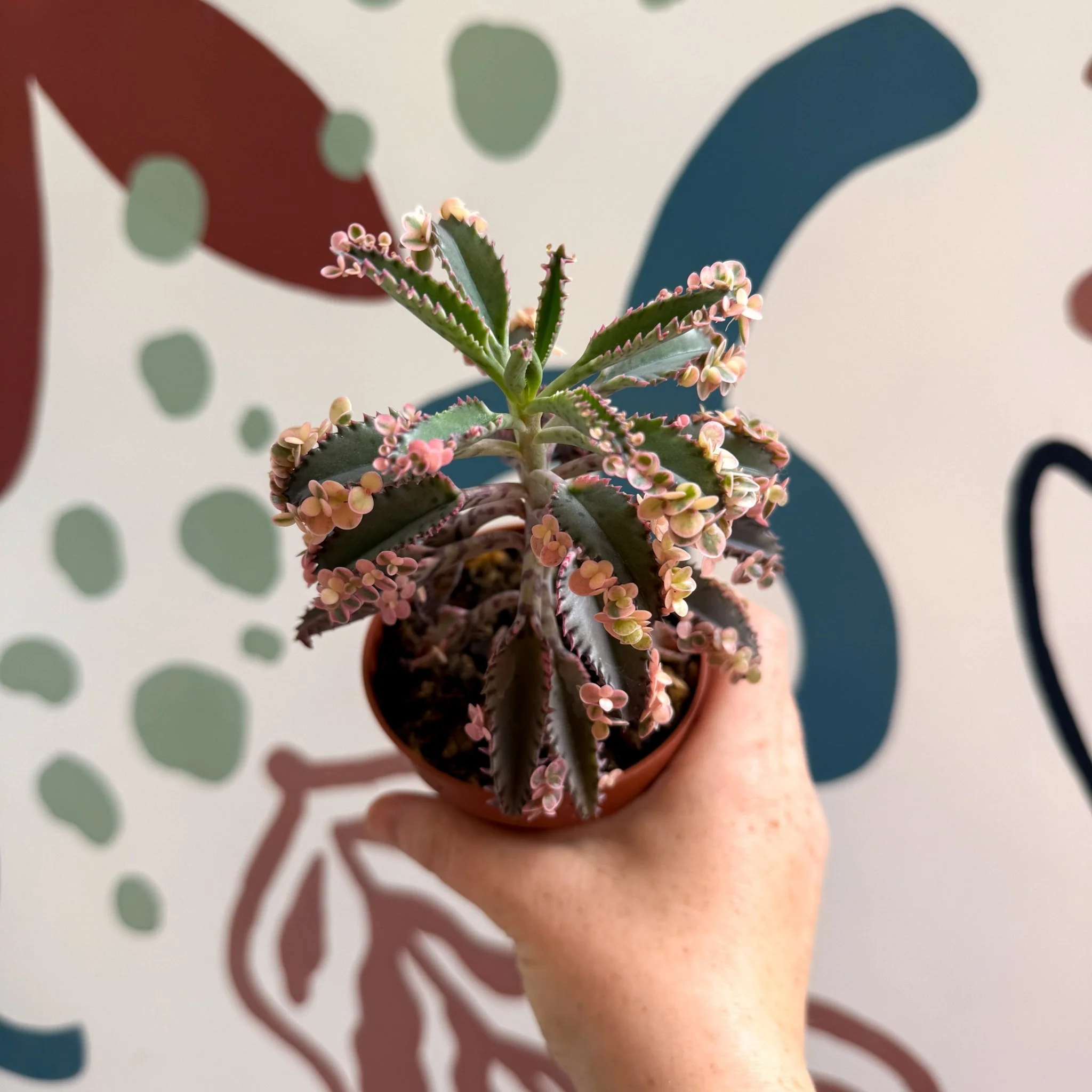 Kalanchoe daigremontiana ‘Pink Butterfly’ - Image 30