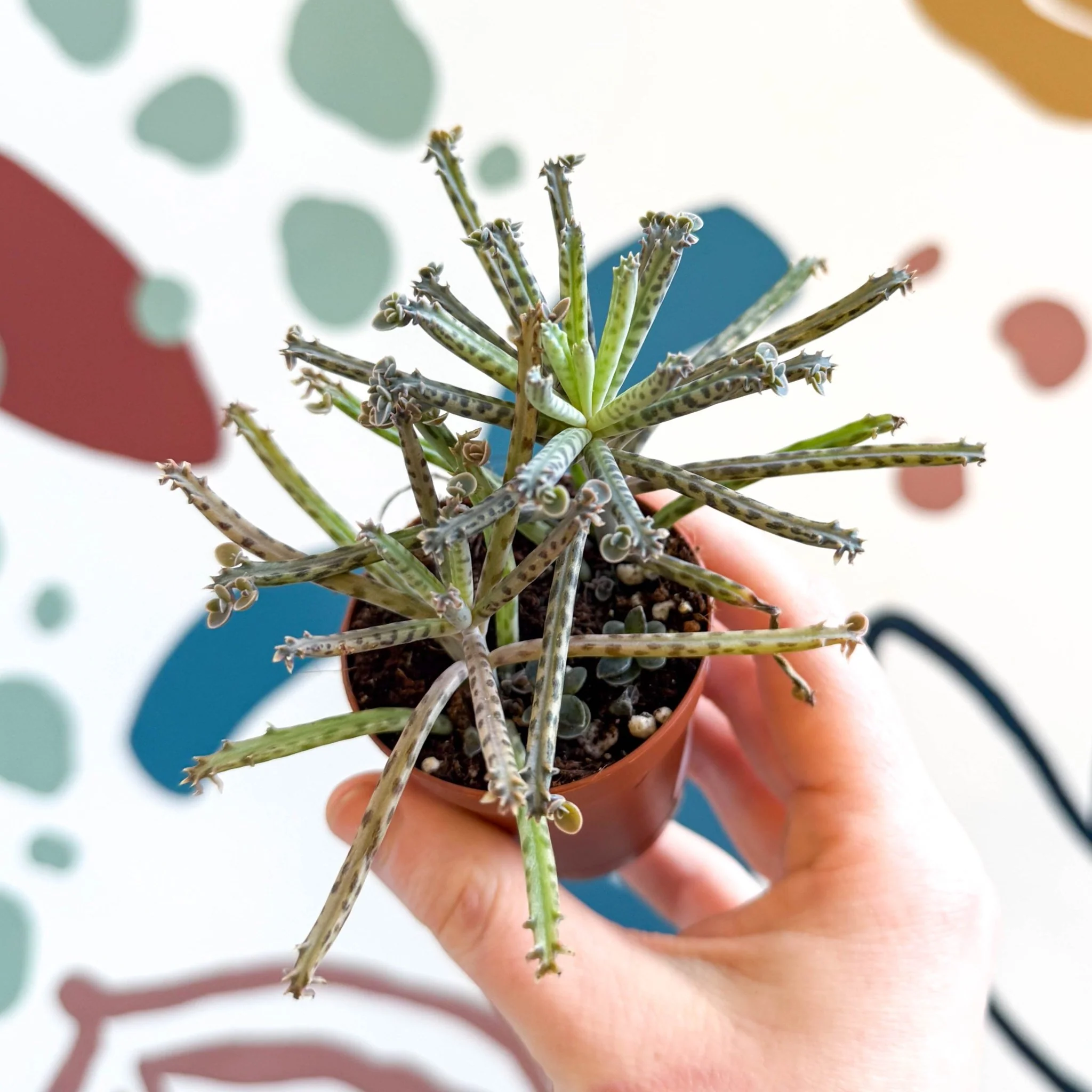 Kalanchoe delagoensis – Chandelier Plant