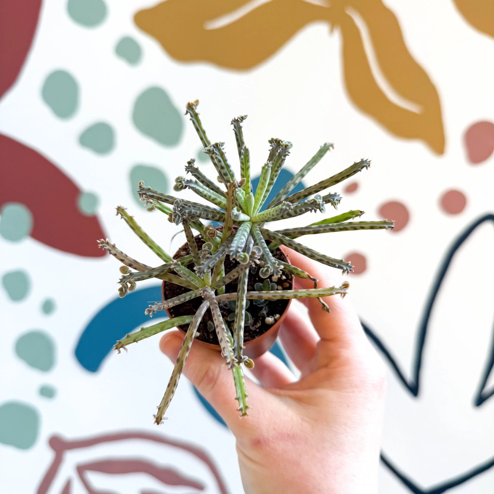 Kalanchoe delagoensis – Chandelier Plant - Image 10